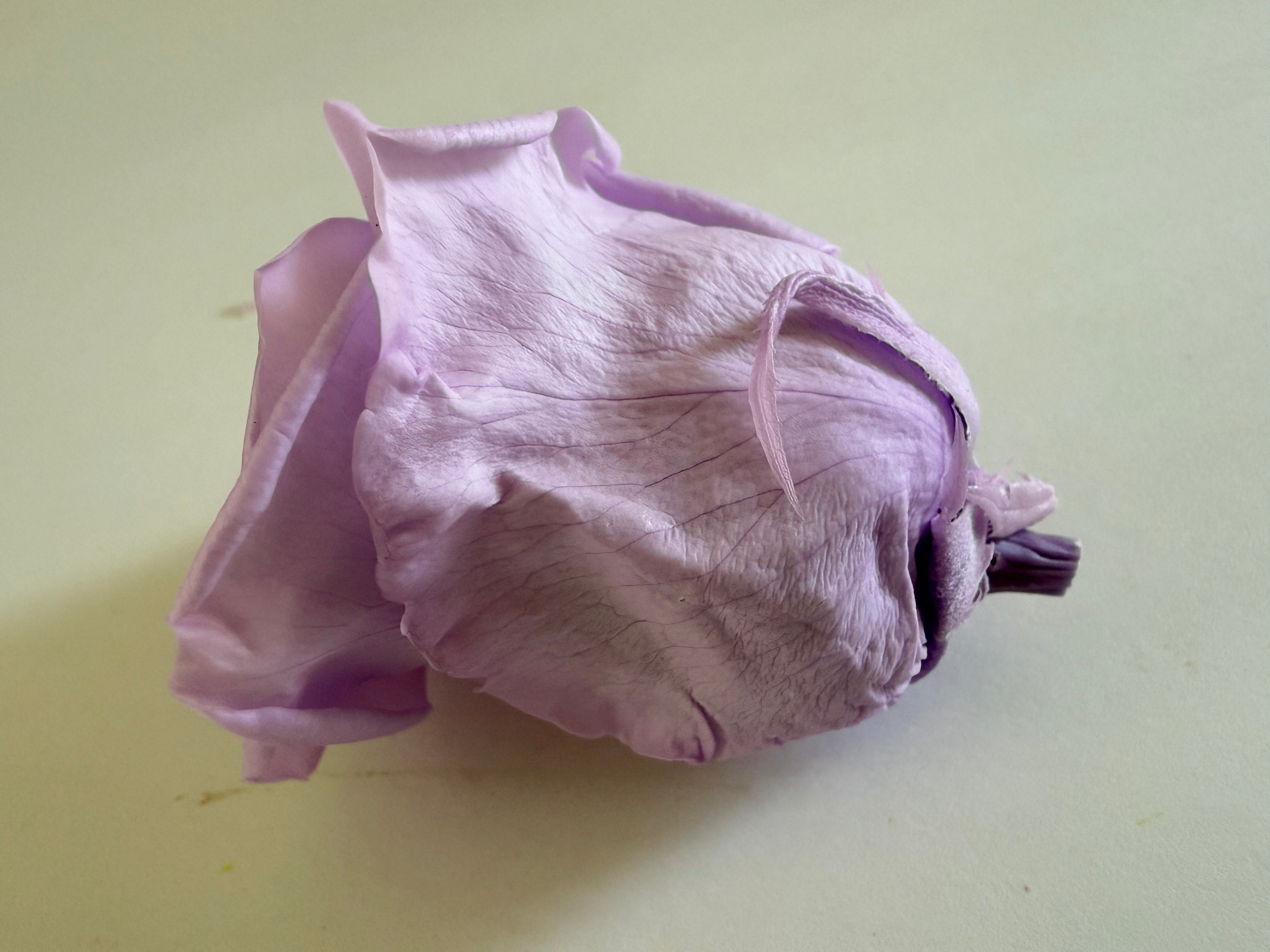 Large Preserved Rose Heads – 8 Pieces