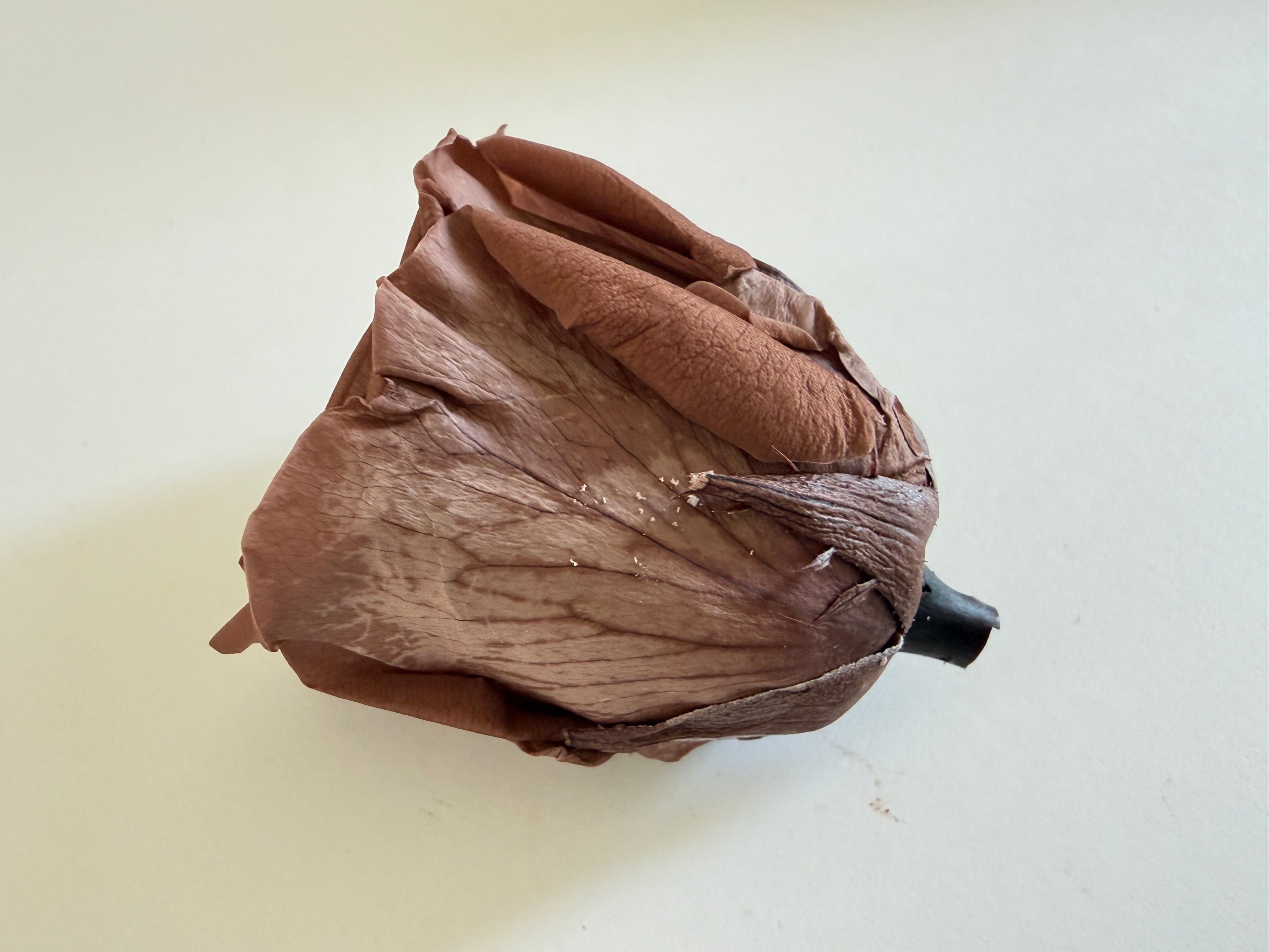 Large Preserved Rose Heads – 8 Pieces