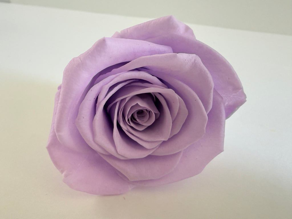 Large Preserved Rose Heads – 8 Pieces