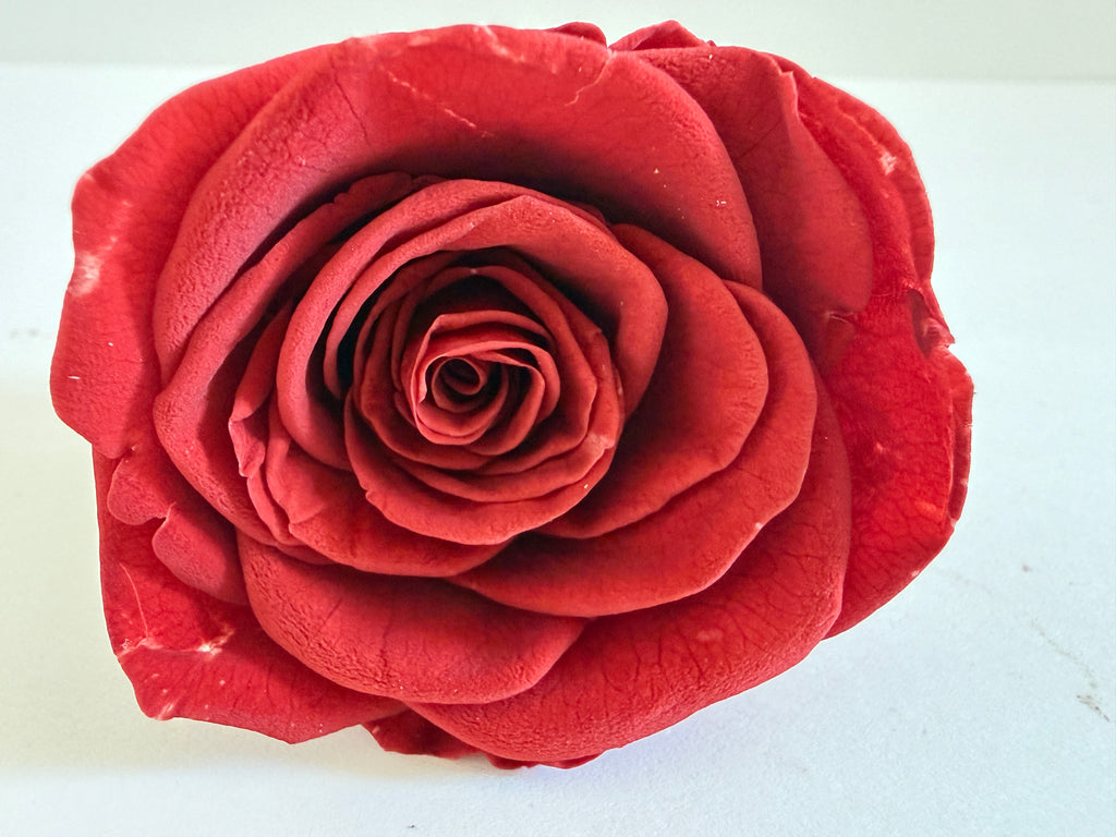 Large Preserved Rose Heads – 8 Pieces