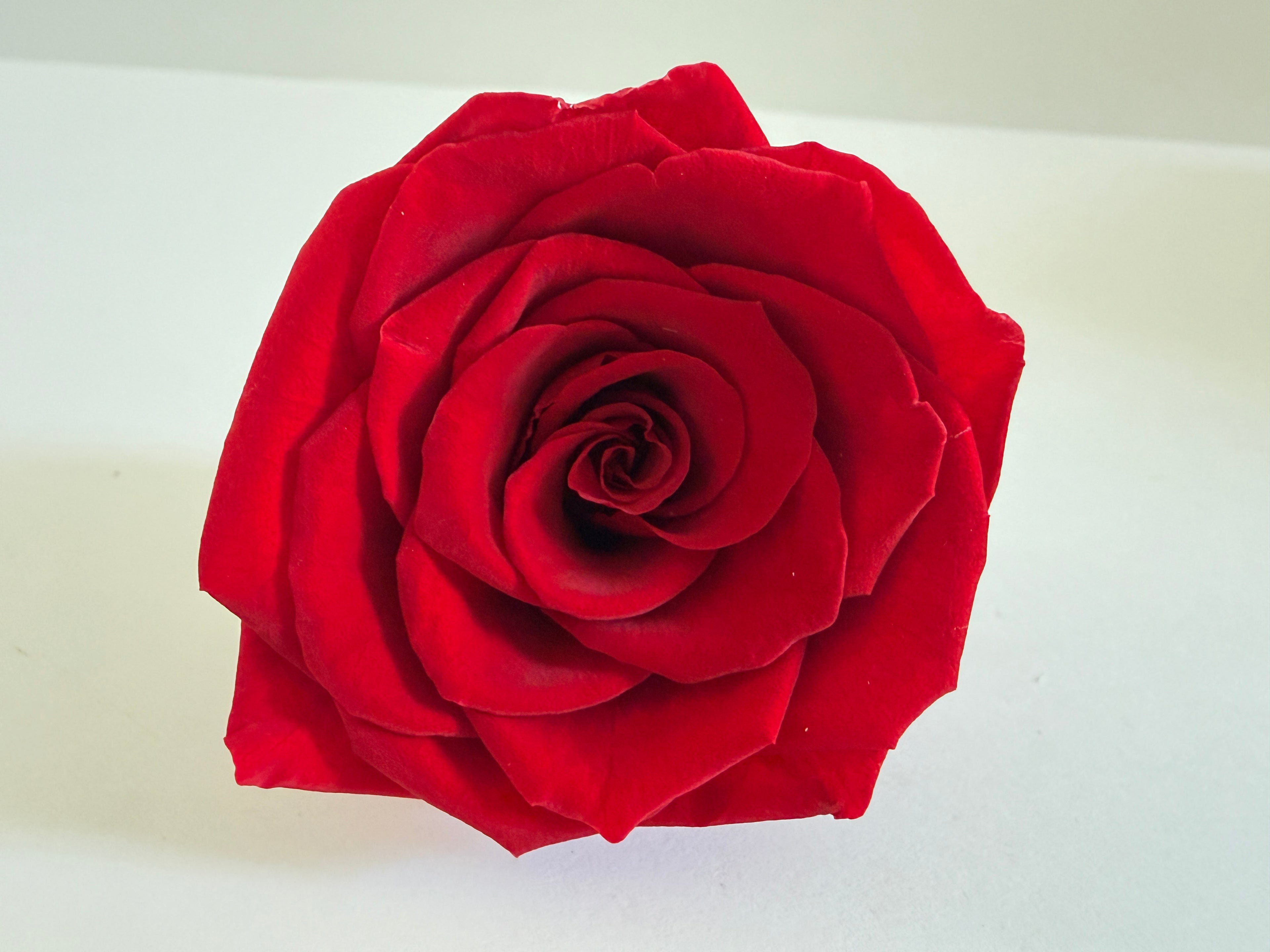 Large Preserved Rose Heads – 8 Pieces