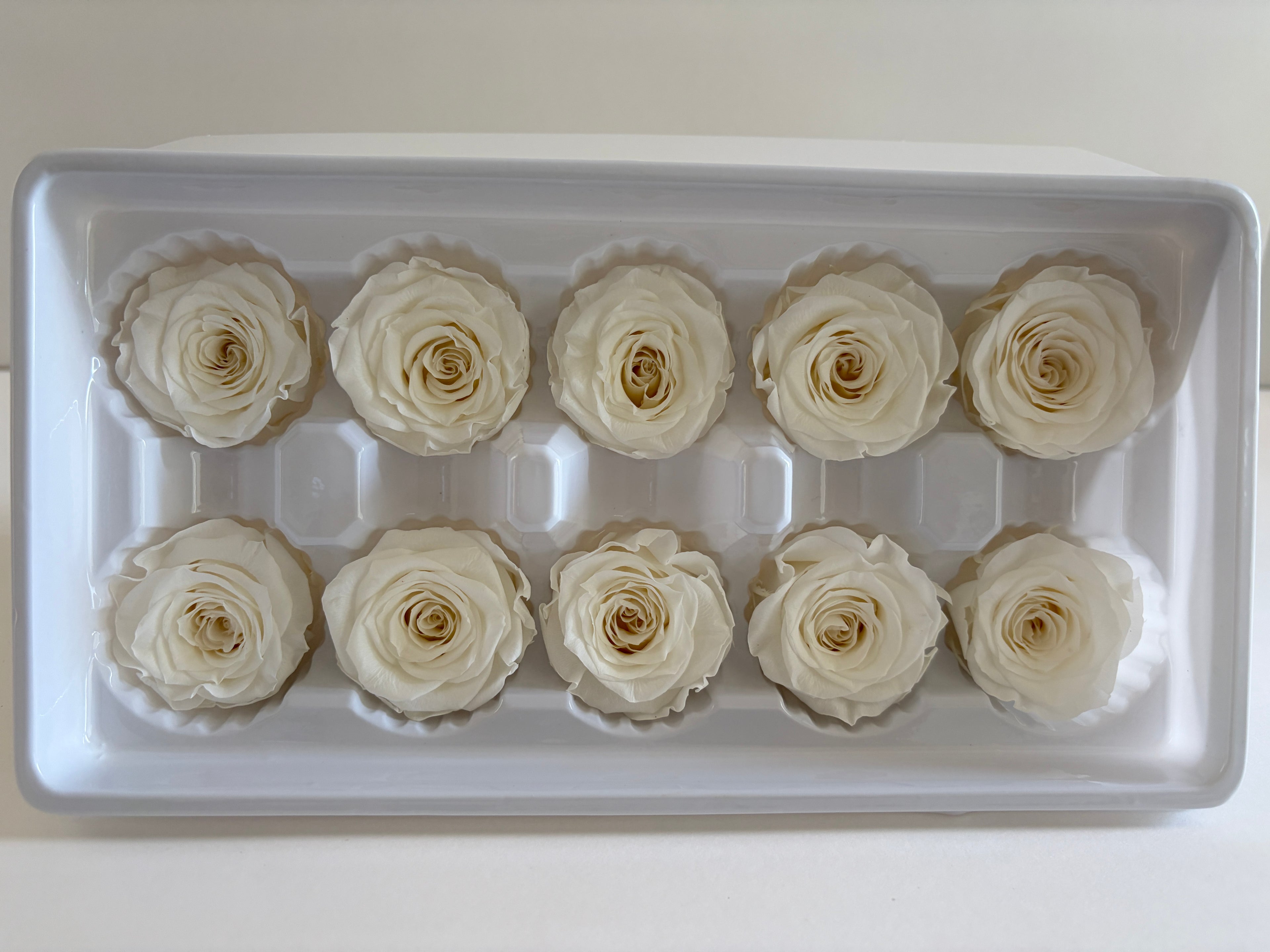 Medium Preserved Rose Heads – 10 Pieces