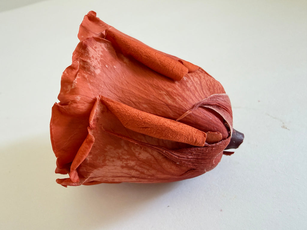 Large Preserved Rose Heads – 8 Pieces