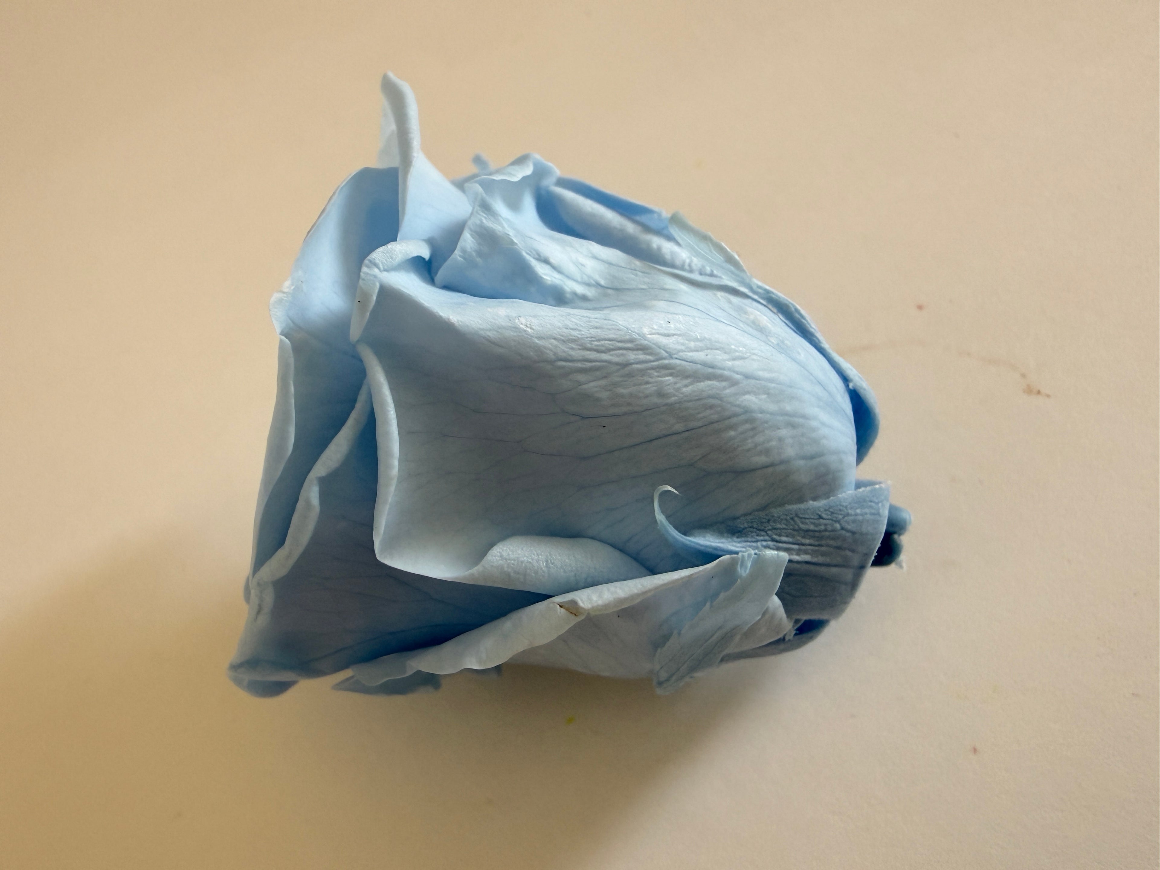 Large Preserved Rose Heads – 8 Pieces