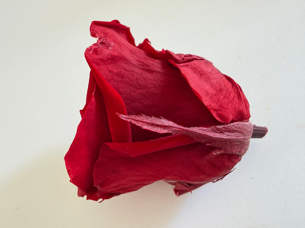 Large Preserved Rose Heads – 8 Pieces