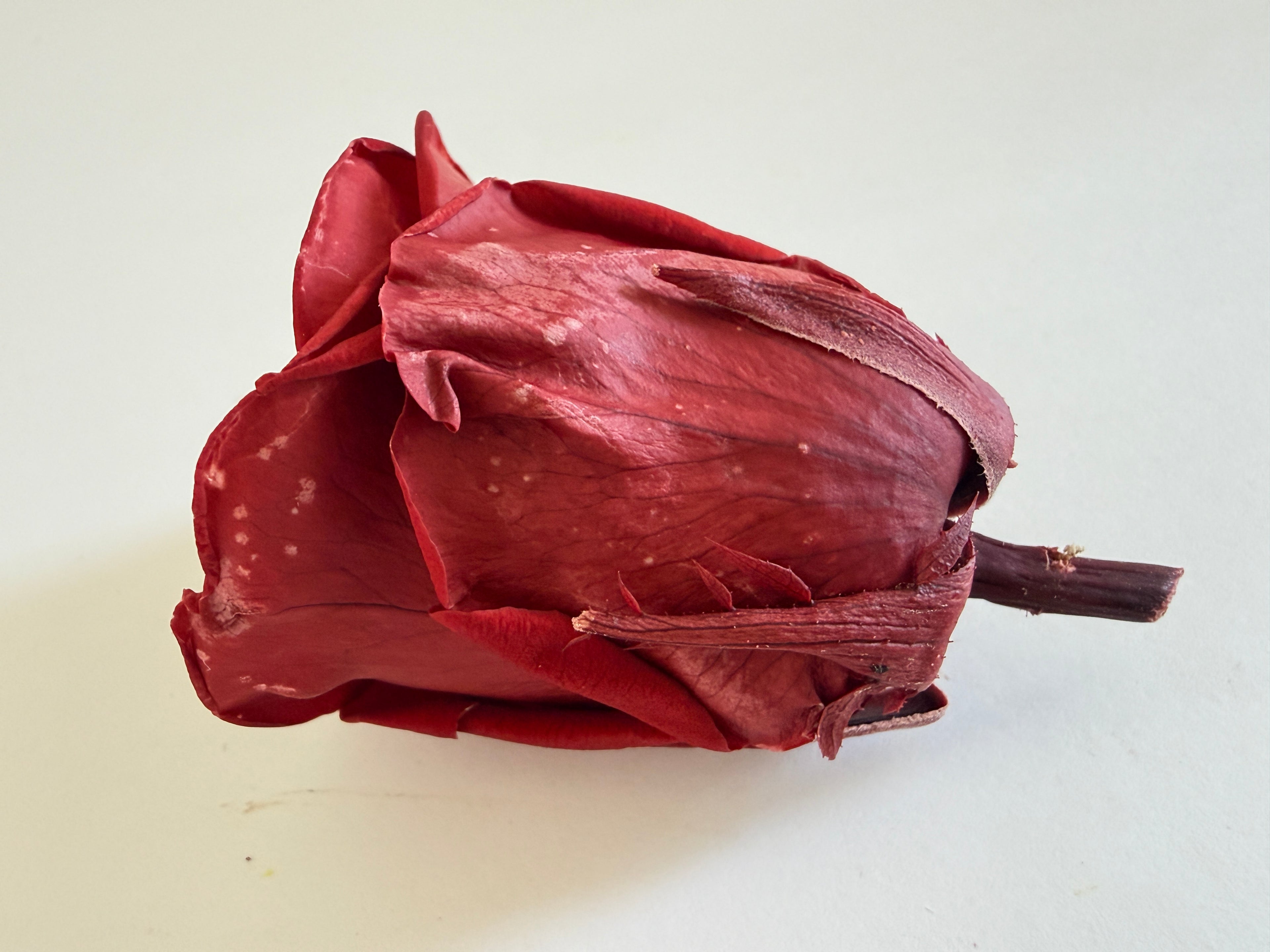 Large Preserved Rose Heads – 8 Pieces