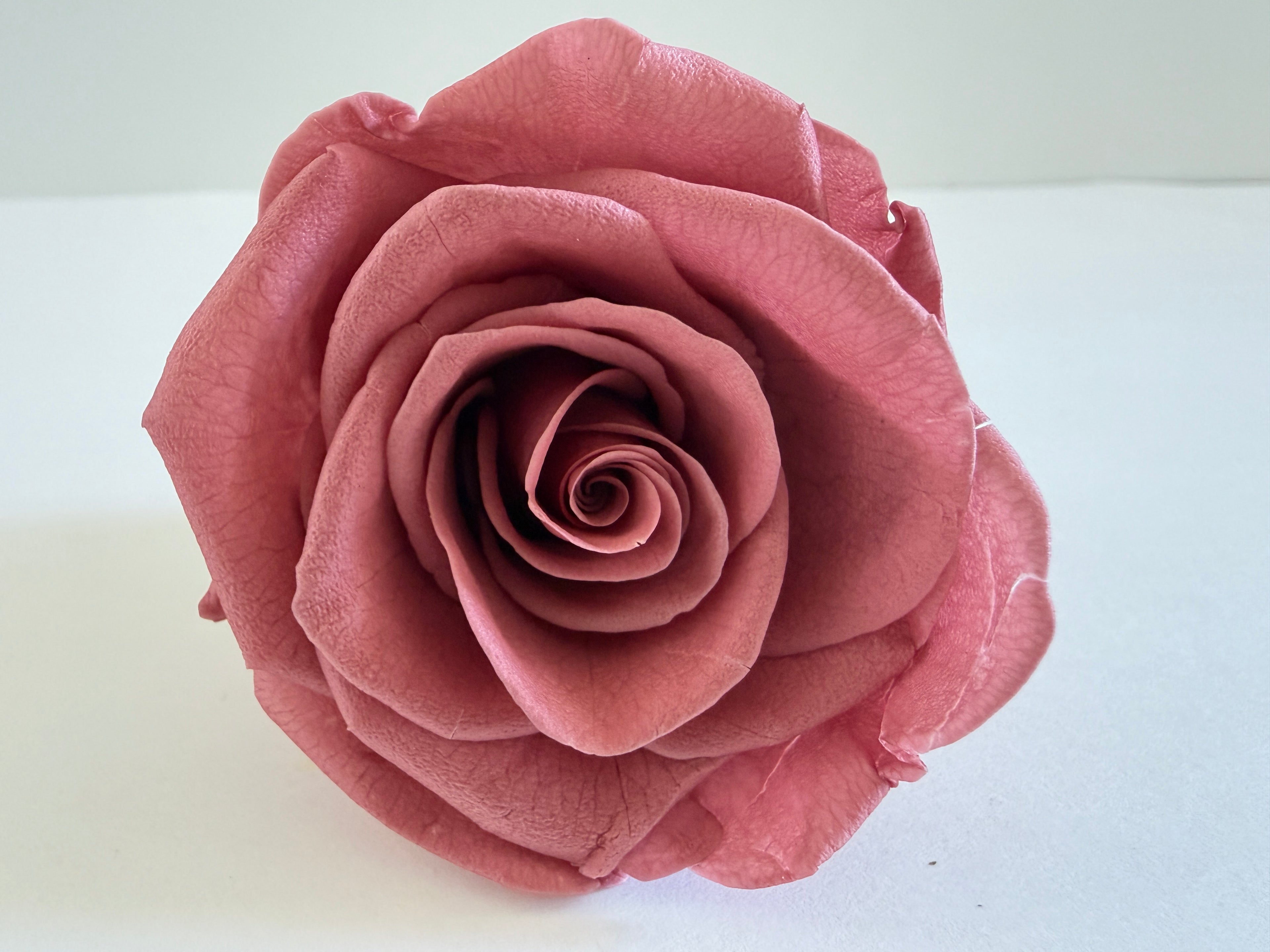 Large Preserved Rose Heads – 8 Pieces