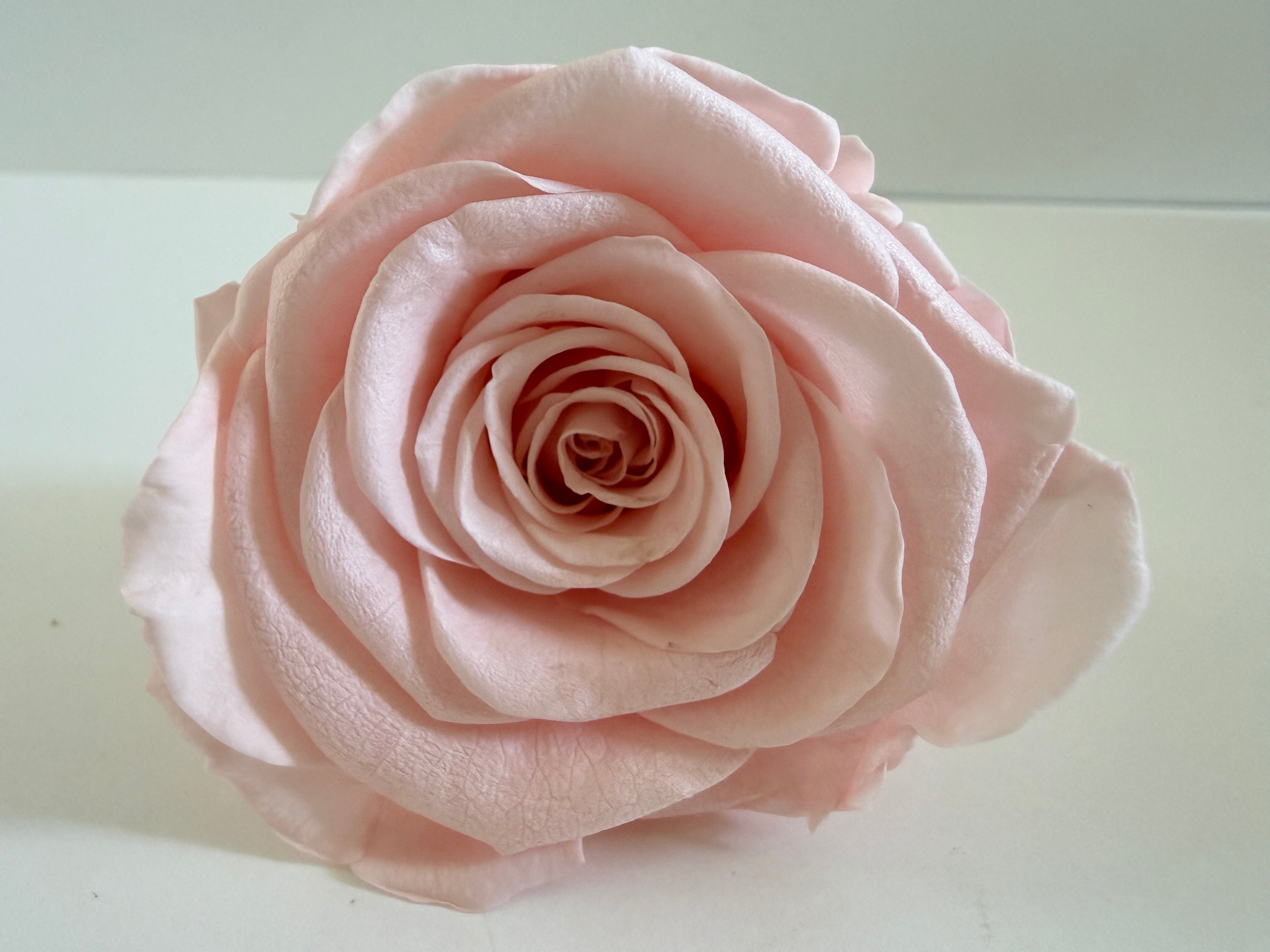 Large Preserved Rose Heads – 8 Pieces