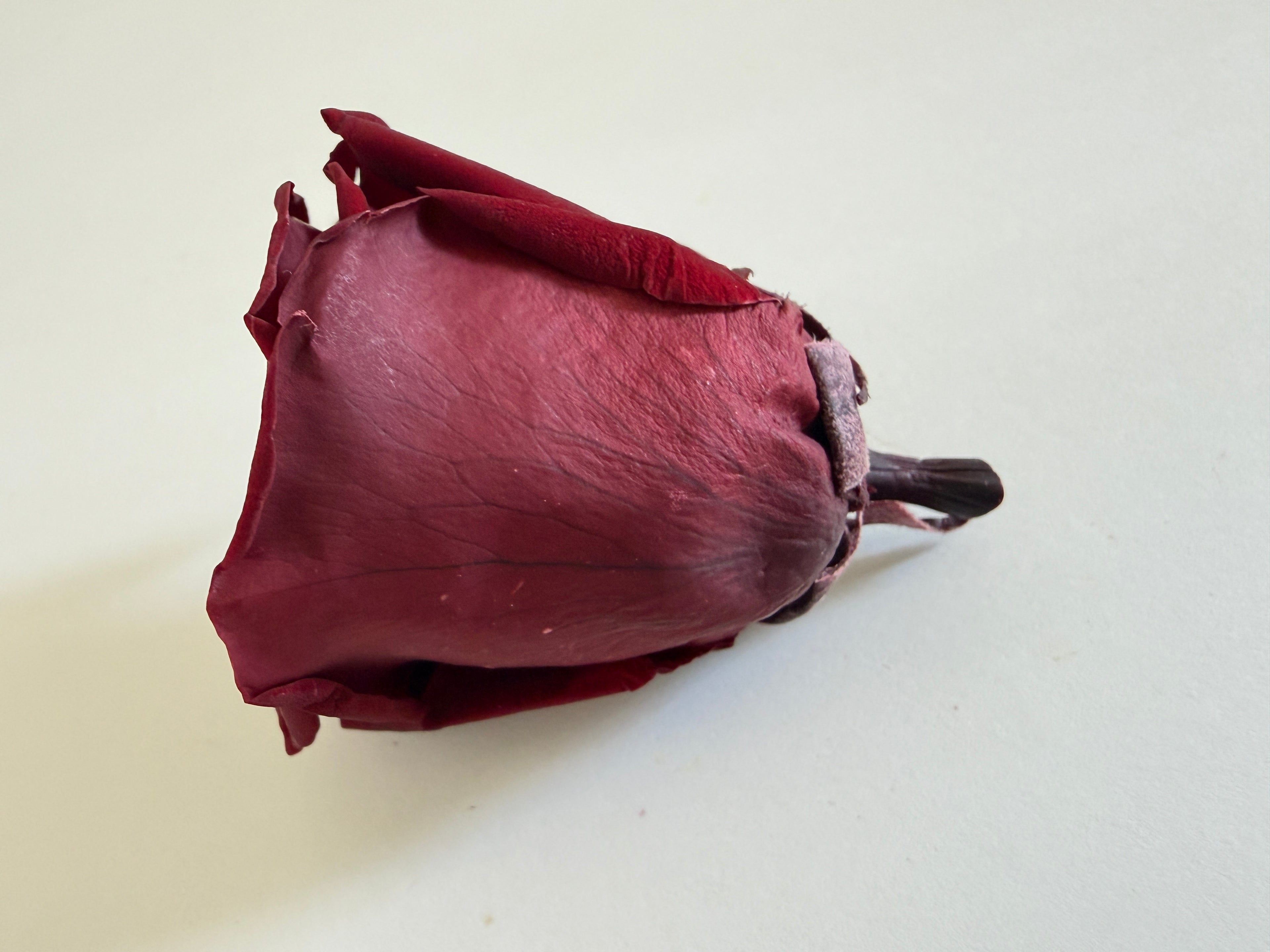Large Preserved Rose Heads – 8 Pieces
