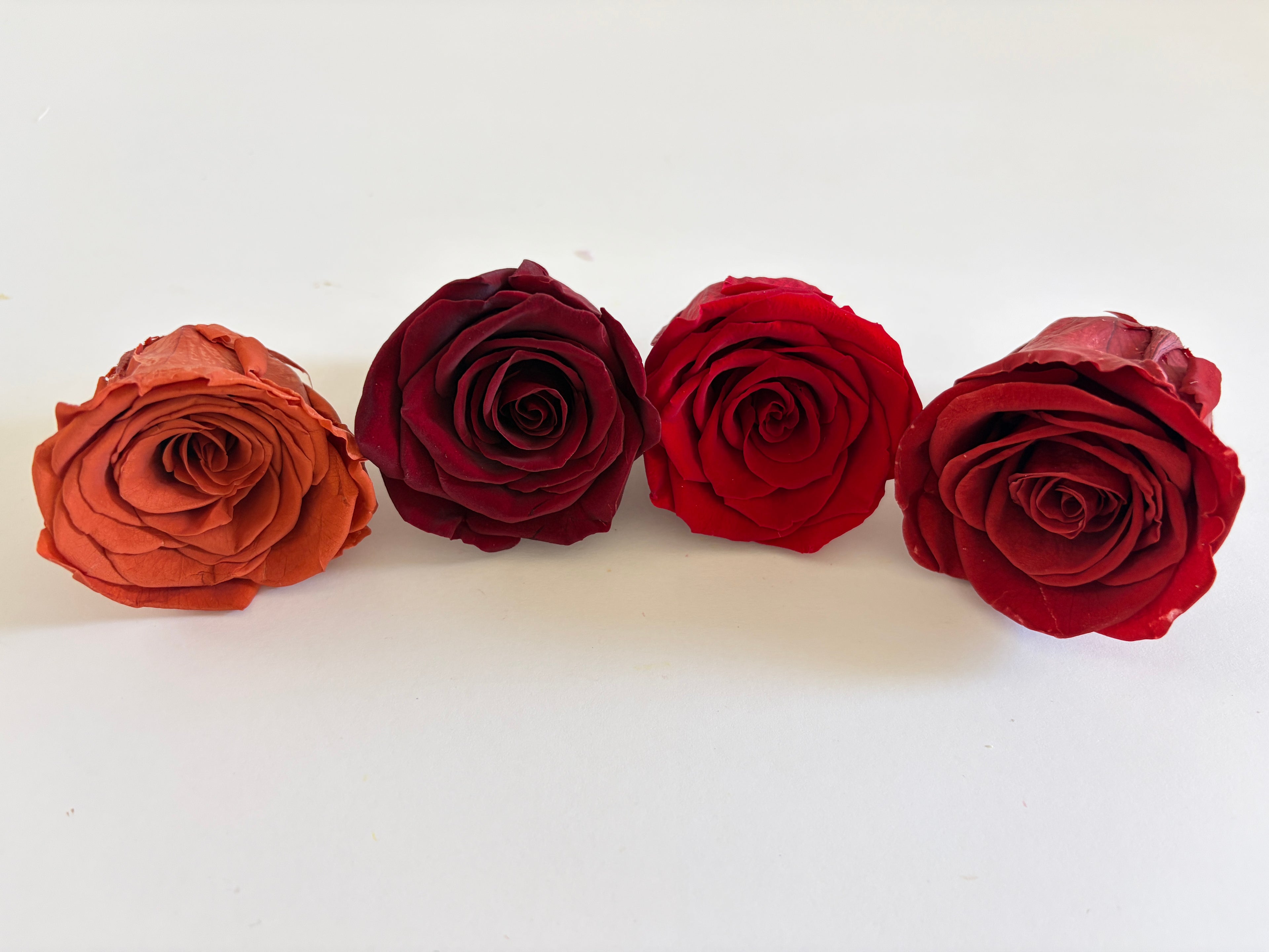 Large Preserved Rose Heads – 8 Pieces