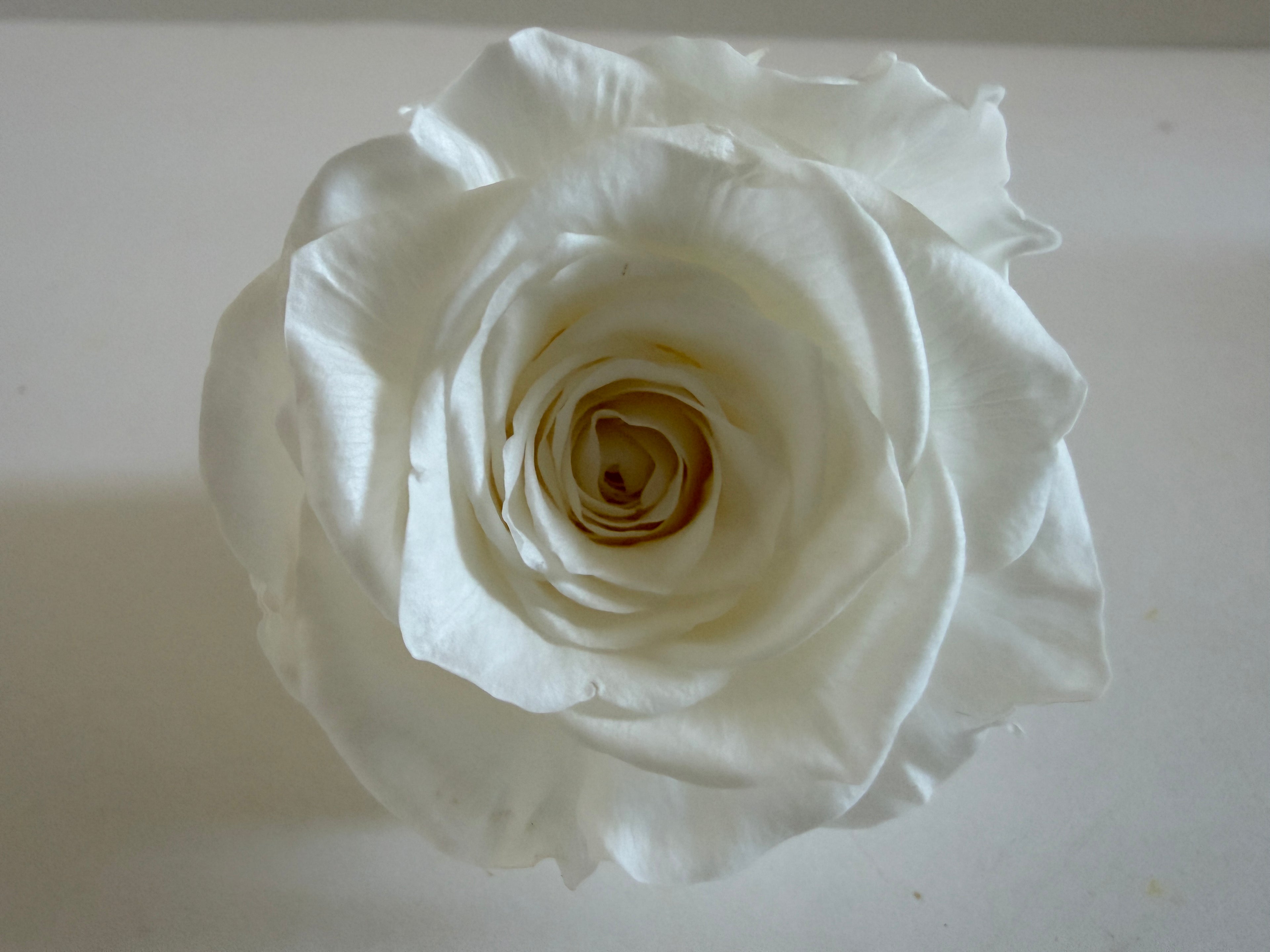Large Preserved Rose Heads – 8 Pieces