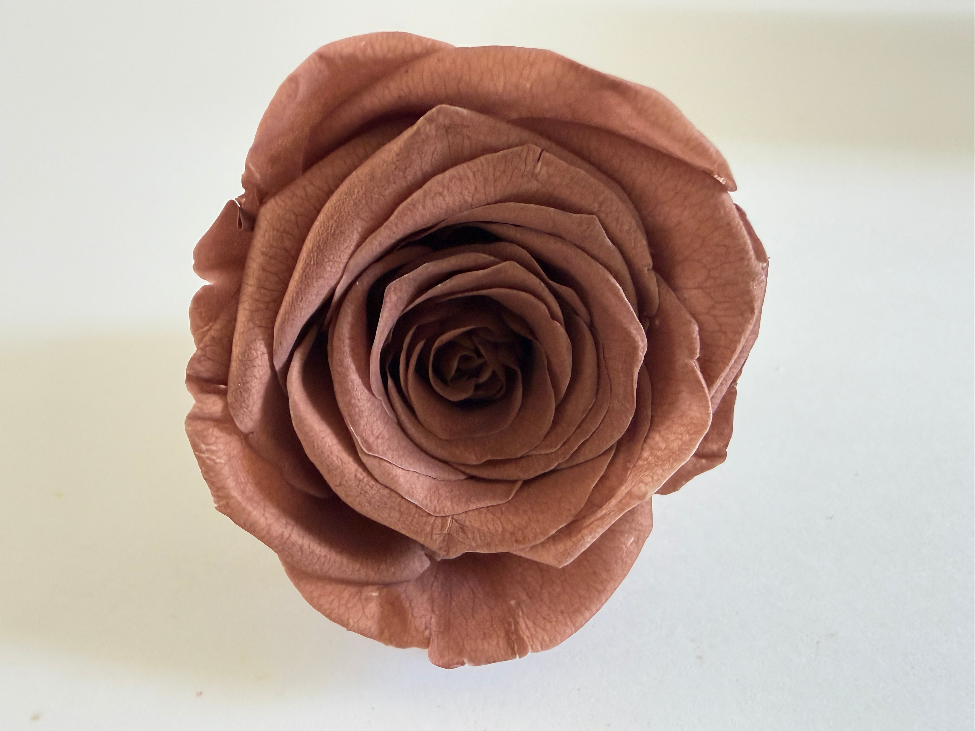 Large Preserved Rose Heads – 8 Pieces