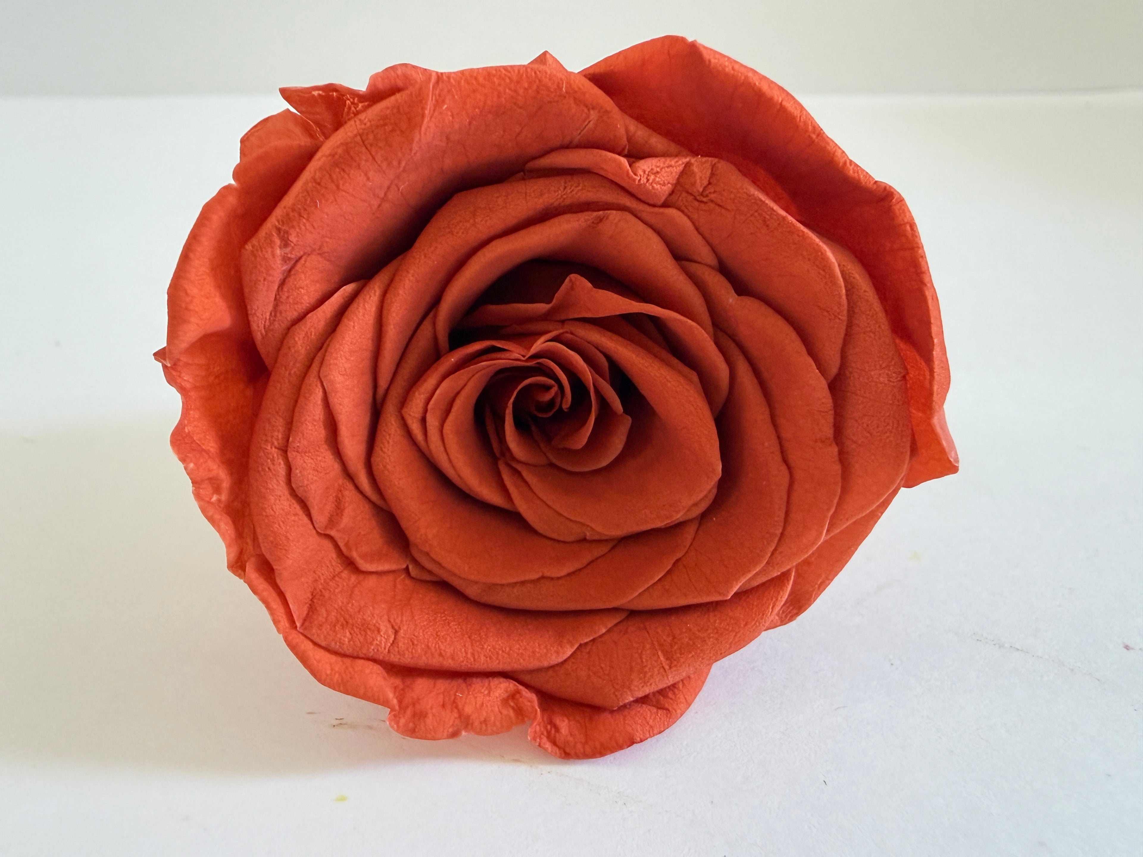 Large Preserved Rose Heads – 8 Pieces