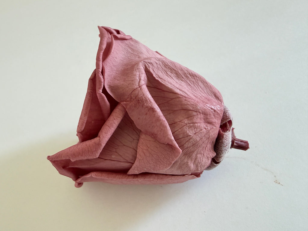 Large Preserved Rose Heads – 8 Pieces
