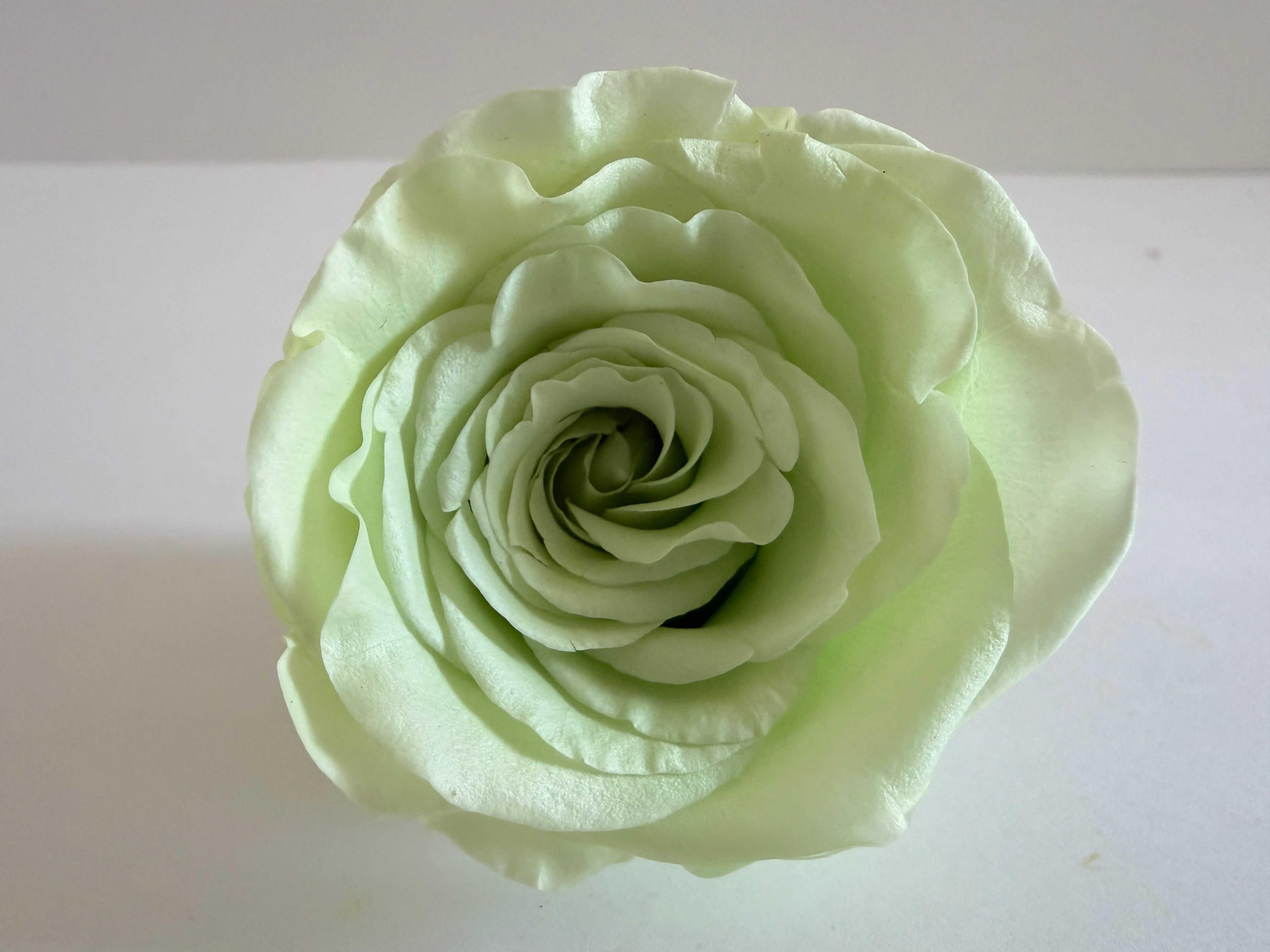 Large Preserved Rose Heads – 8 Pieces