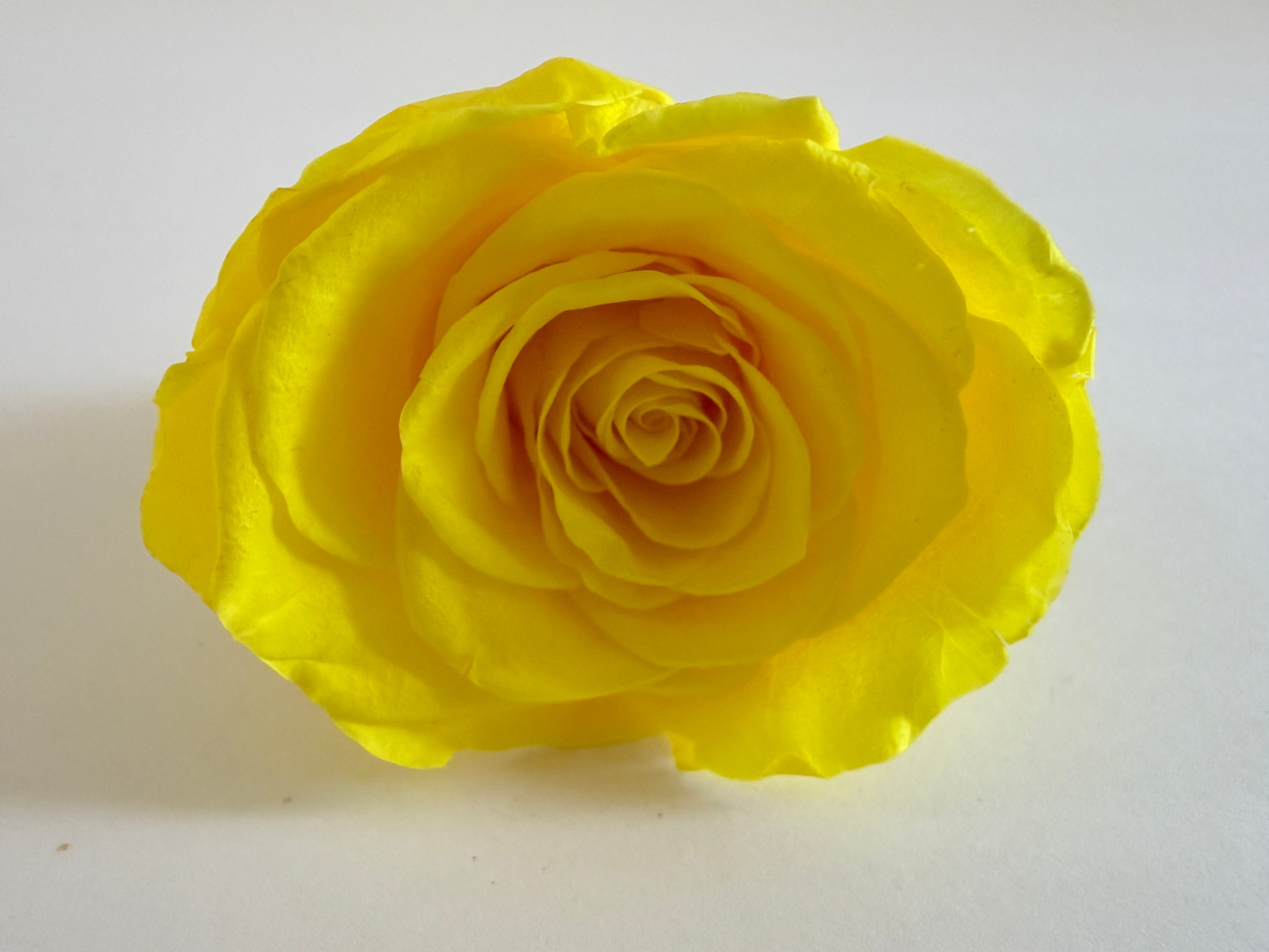 Large Preserved Rose Heads – 8 Pieces