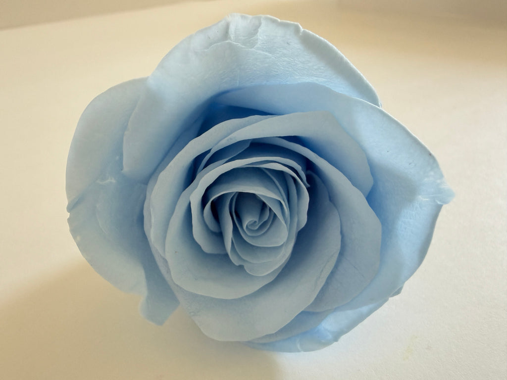 Large Preserved Rose Heads – 8 Pieces