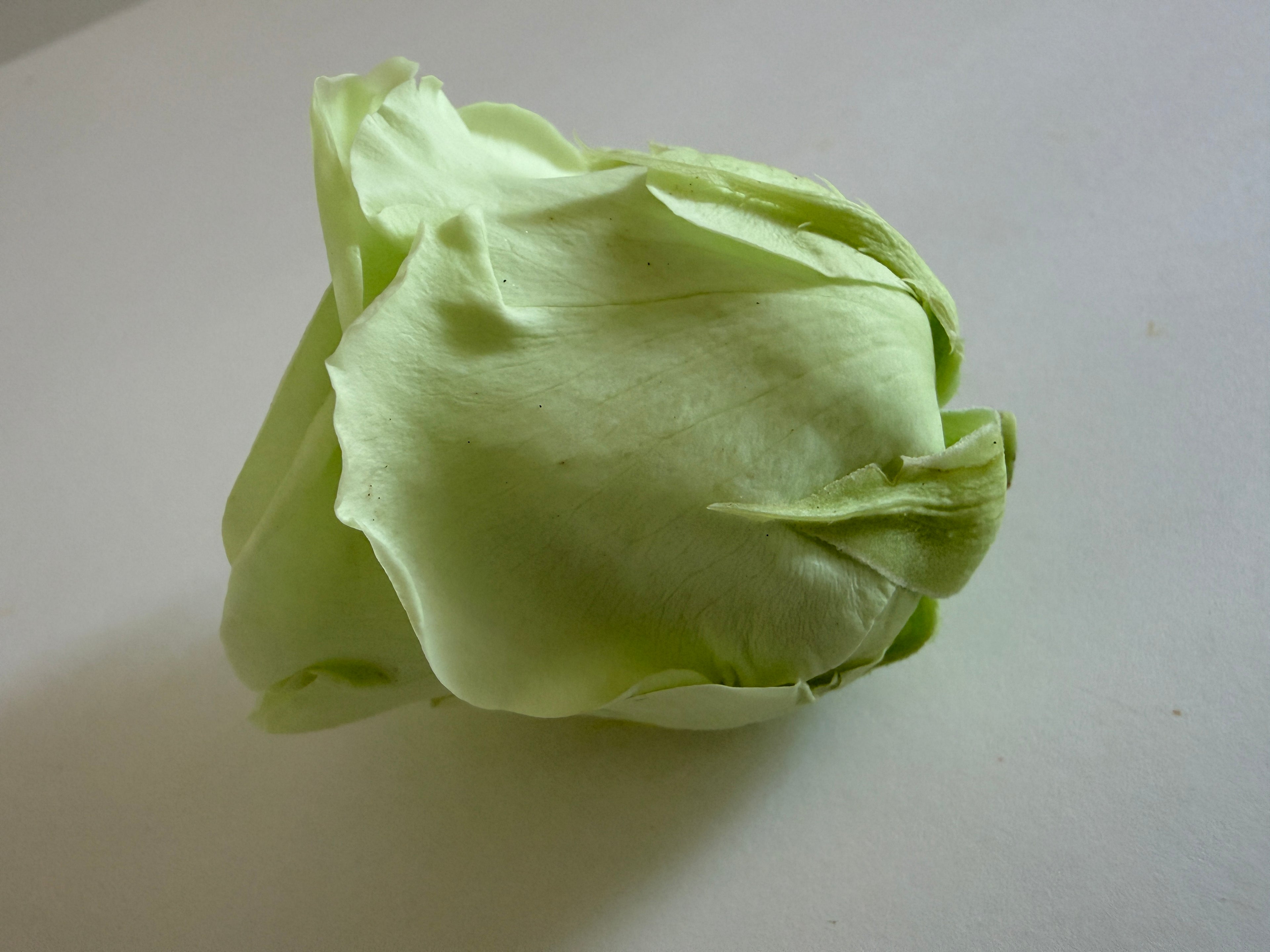 Large Preserved Rose Heads – 8 Pieces