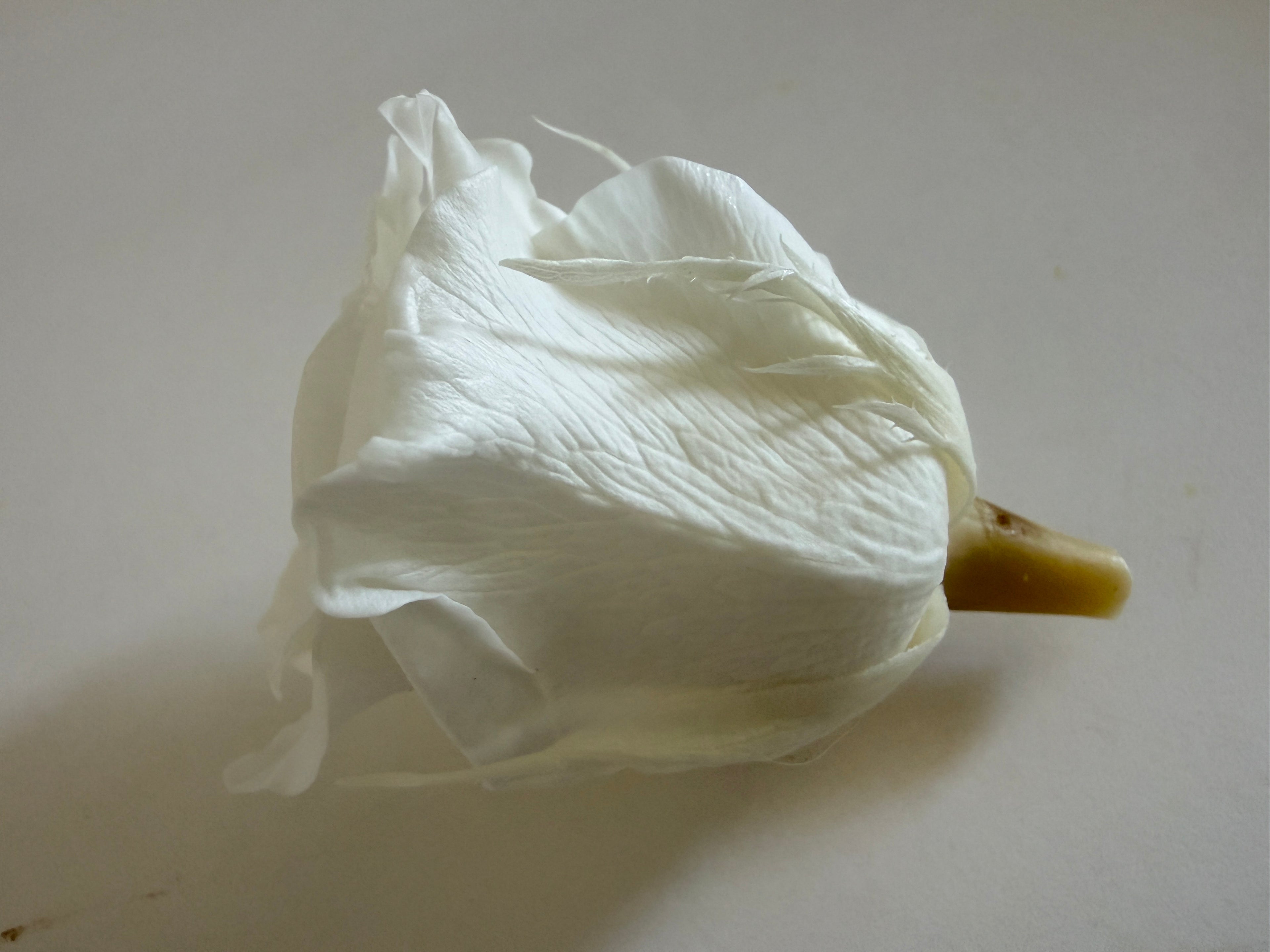 Large Preserved Rose Heads – 8 Pieces