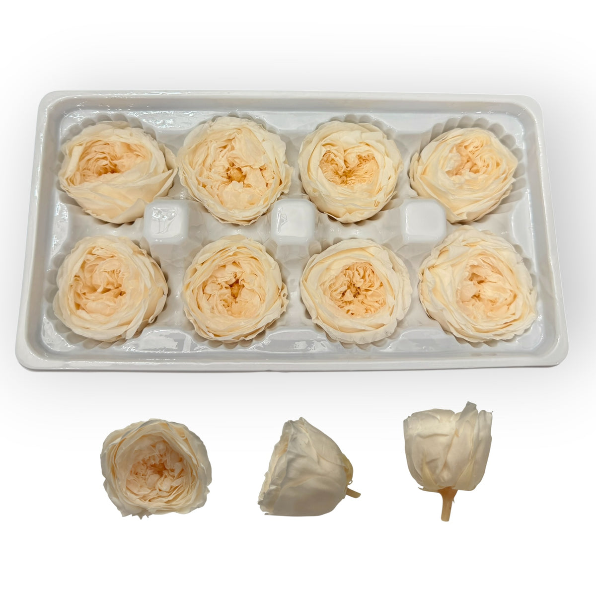 Champagne 4–5 cm preserved Austin rose heads, 8 per box