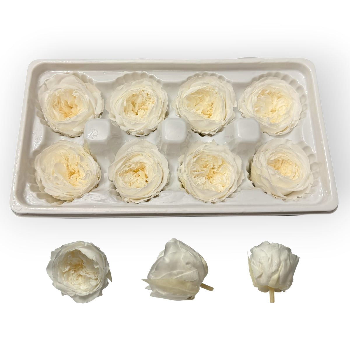 Cream 4–5 cm preserved Austin rose heads, 8 per box