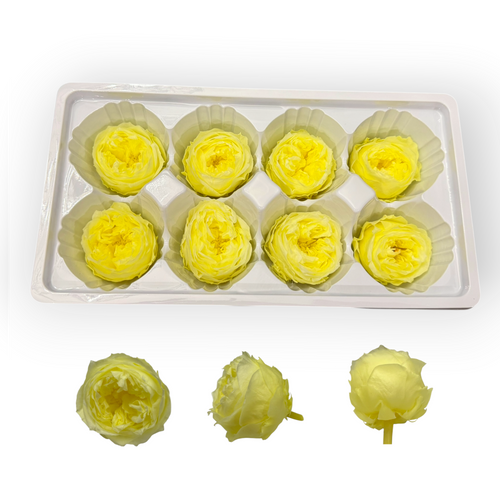 Lemon Yellow 4–5 cm preserved Austin rose heads, 8 per box