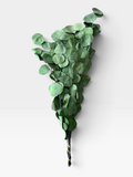 Dried Flowers Apple Leaves - Green