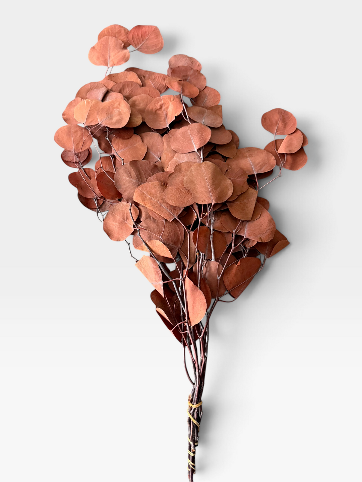 Dried Flowers Apple Leaves - Orange Red