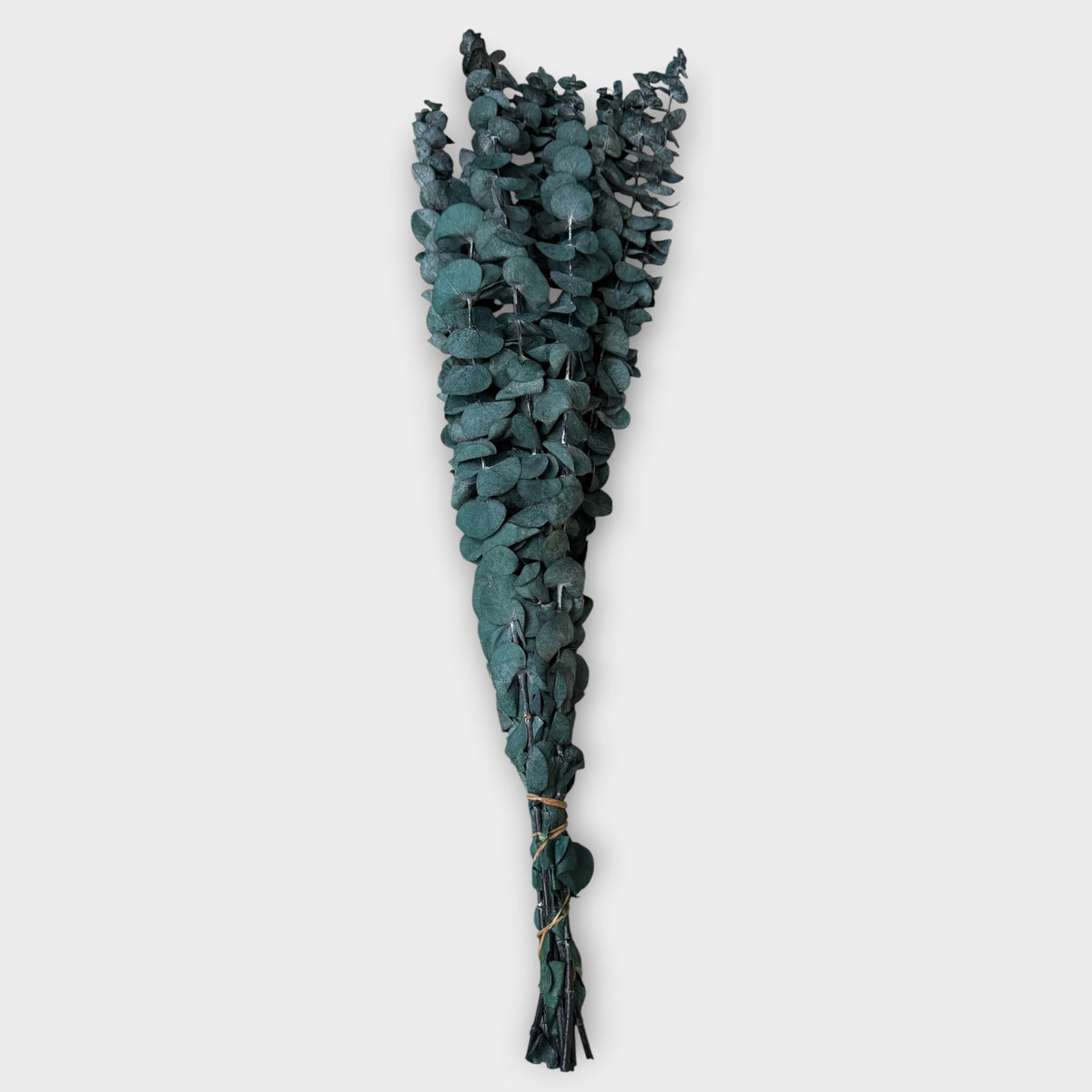 Green dried natural eucalyptus, 10 stems