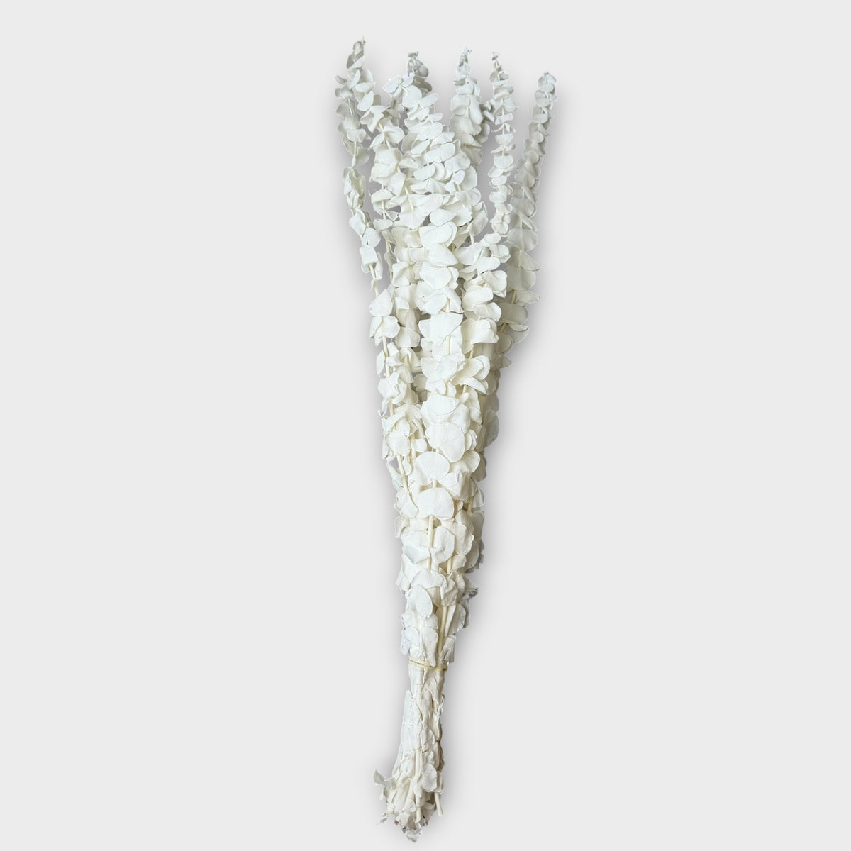 White dried natural eucalyptus, 10 stems