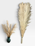 Cream dried pampas grass, 5 stems, approximately 35 inches long