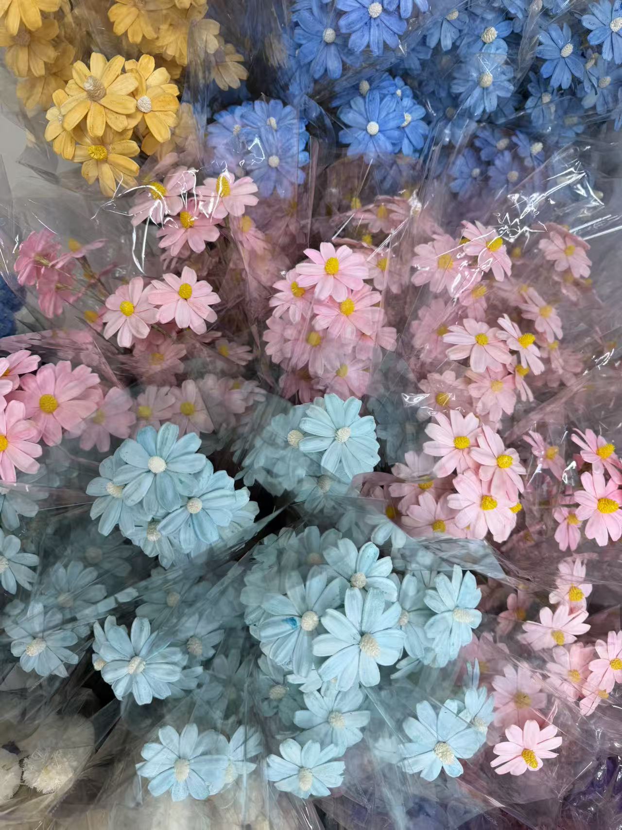 Preserved daisy floral materials in assorted colors