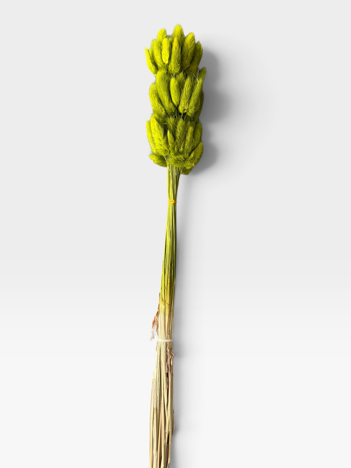 Apple Green dried bunny tail grass, approximately 60 stems per bunch