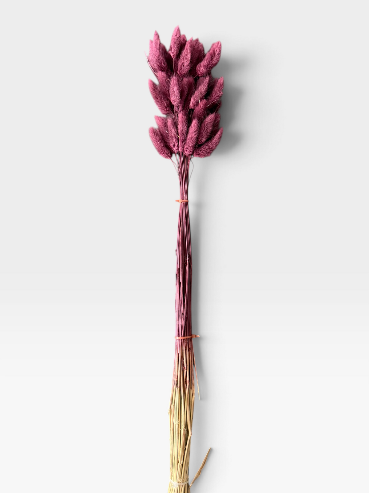 Berry Burgundy dried bunny tail grass, approximately 60 stems per bunch