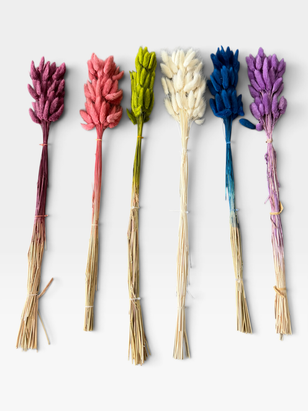 Dried Bunny Tail Grass collection