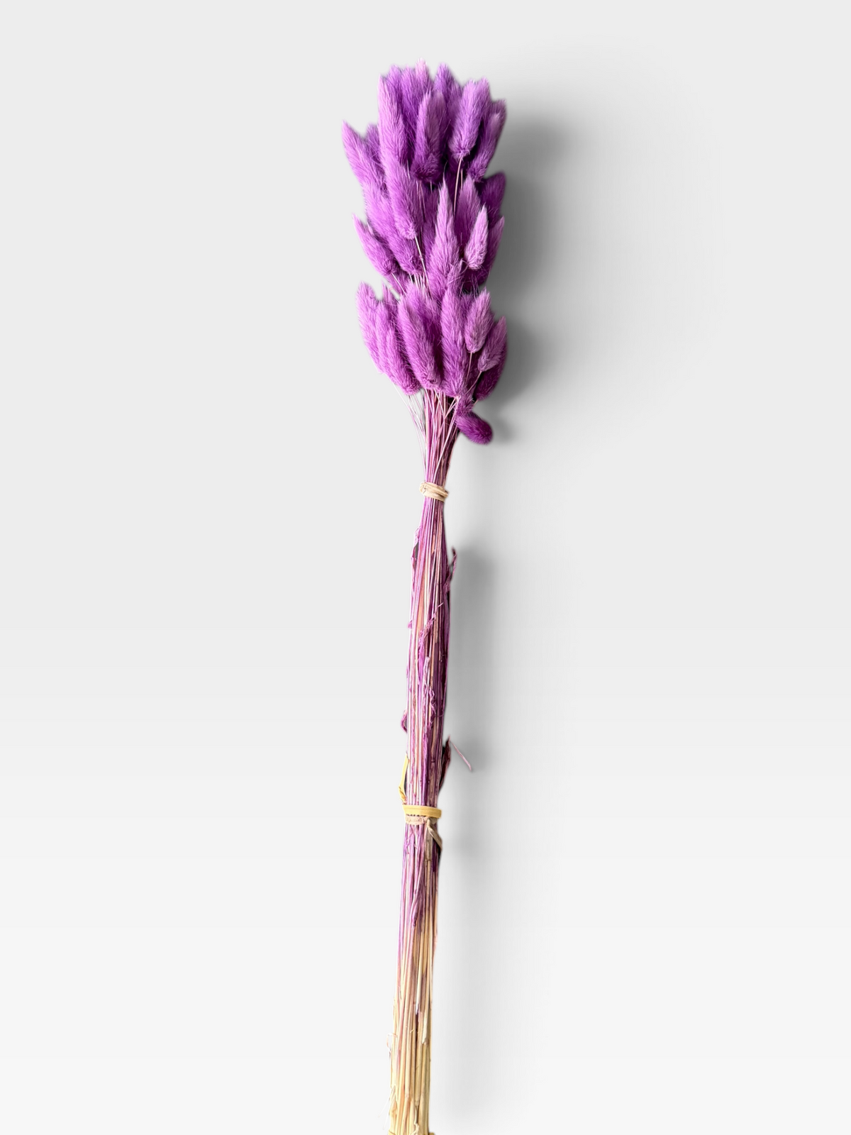 Purple dried bunny tail grass, approximately 60 stems per bunch