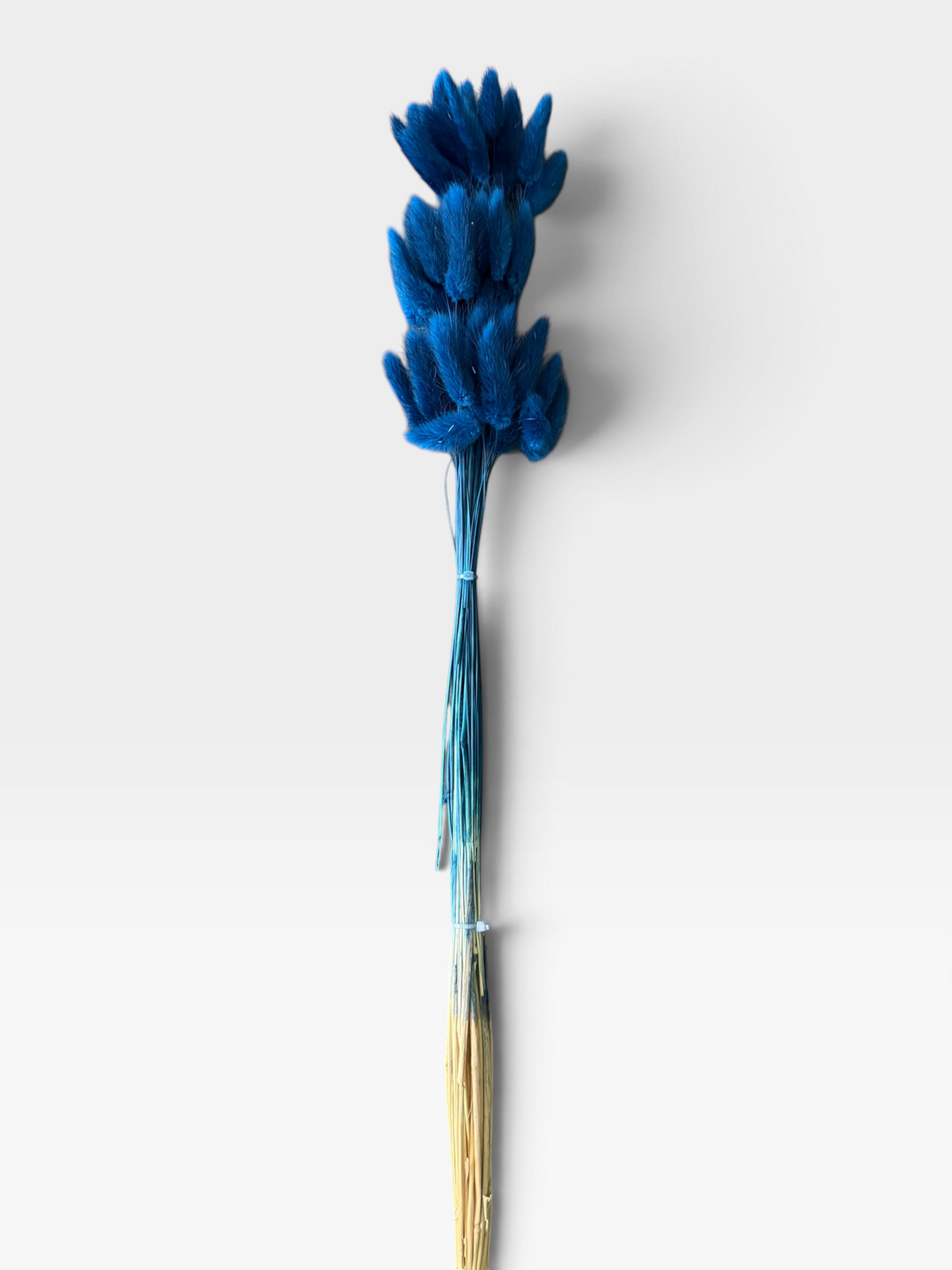 Royal Blue dried bunny tail grass, approximately 60 stems per bunch