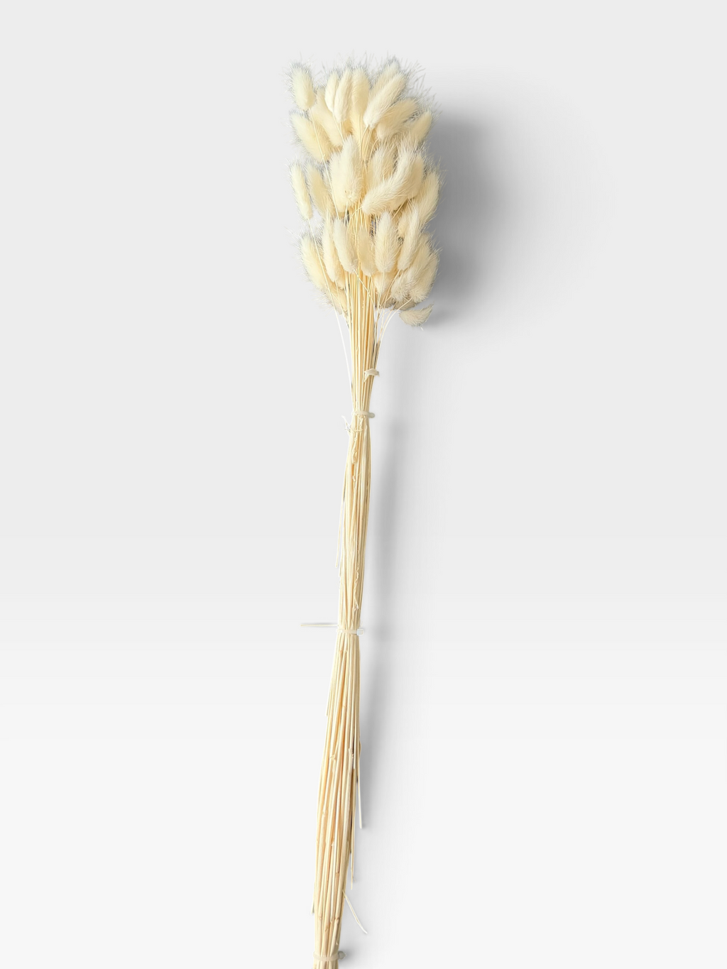 White dried bunny tail grass, approximately 60 stems per bunch