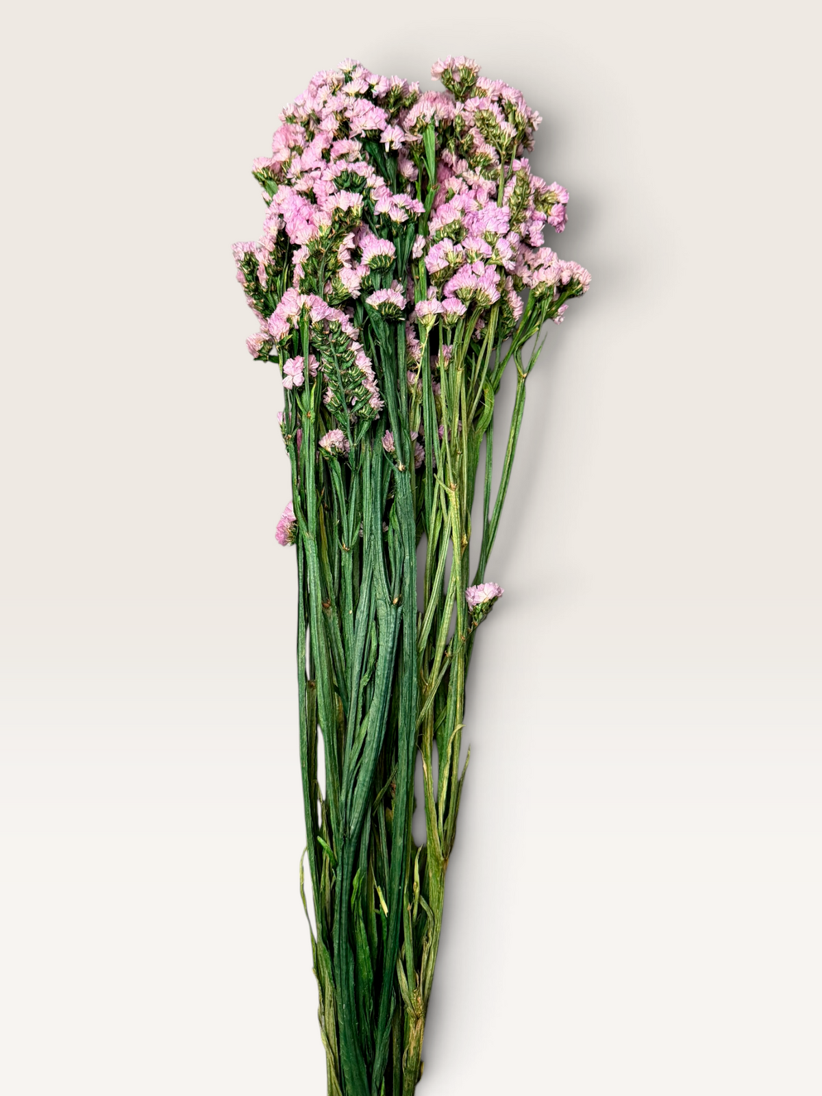 Pink dried forget-me-not flowers