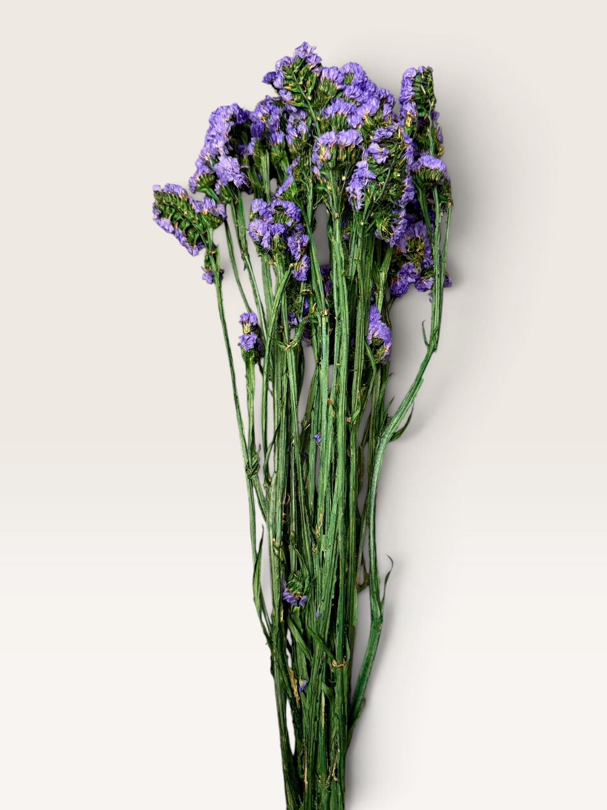 Purple dried forget-me-not flowers
