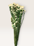 White dried forget-me-not flowers