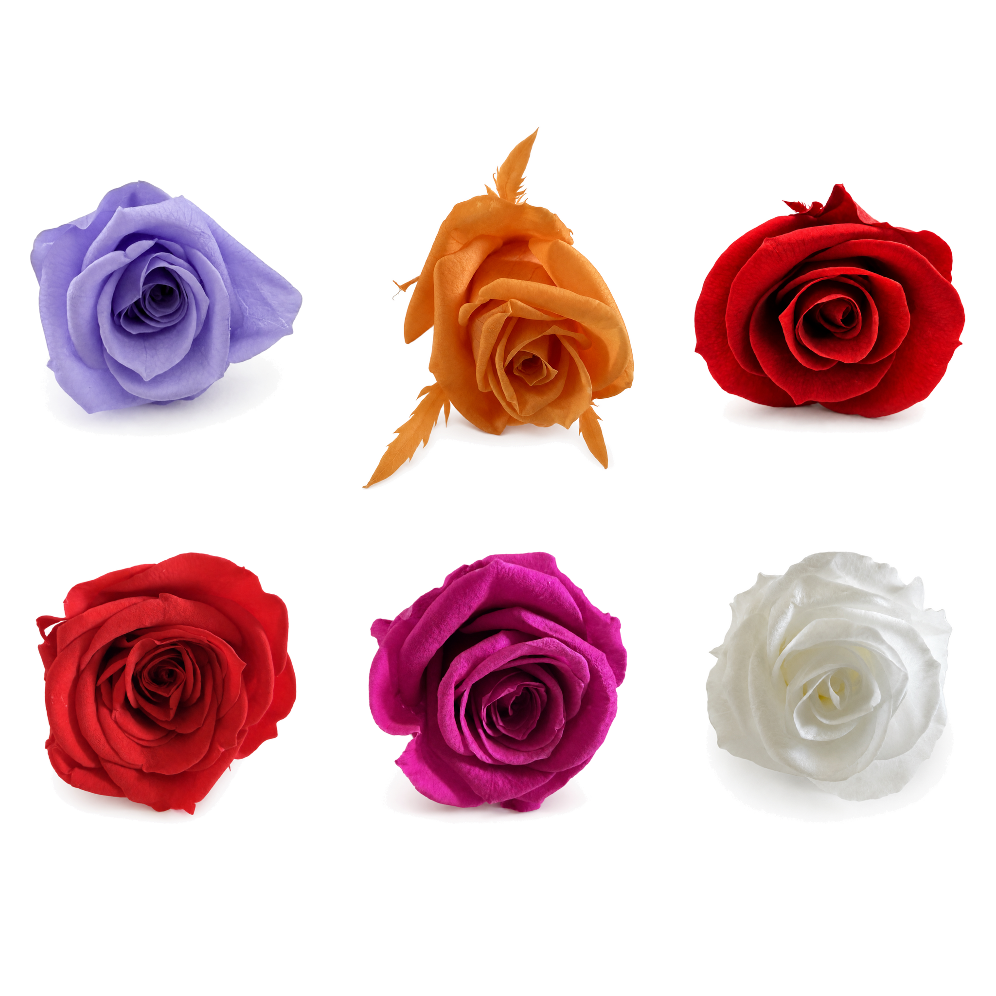Mini Preserved Rose Heads – 21 Pieces