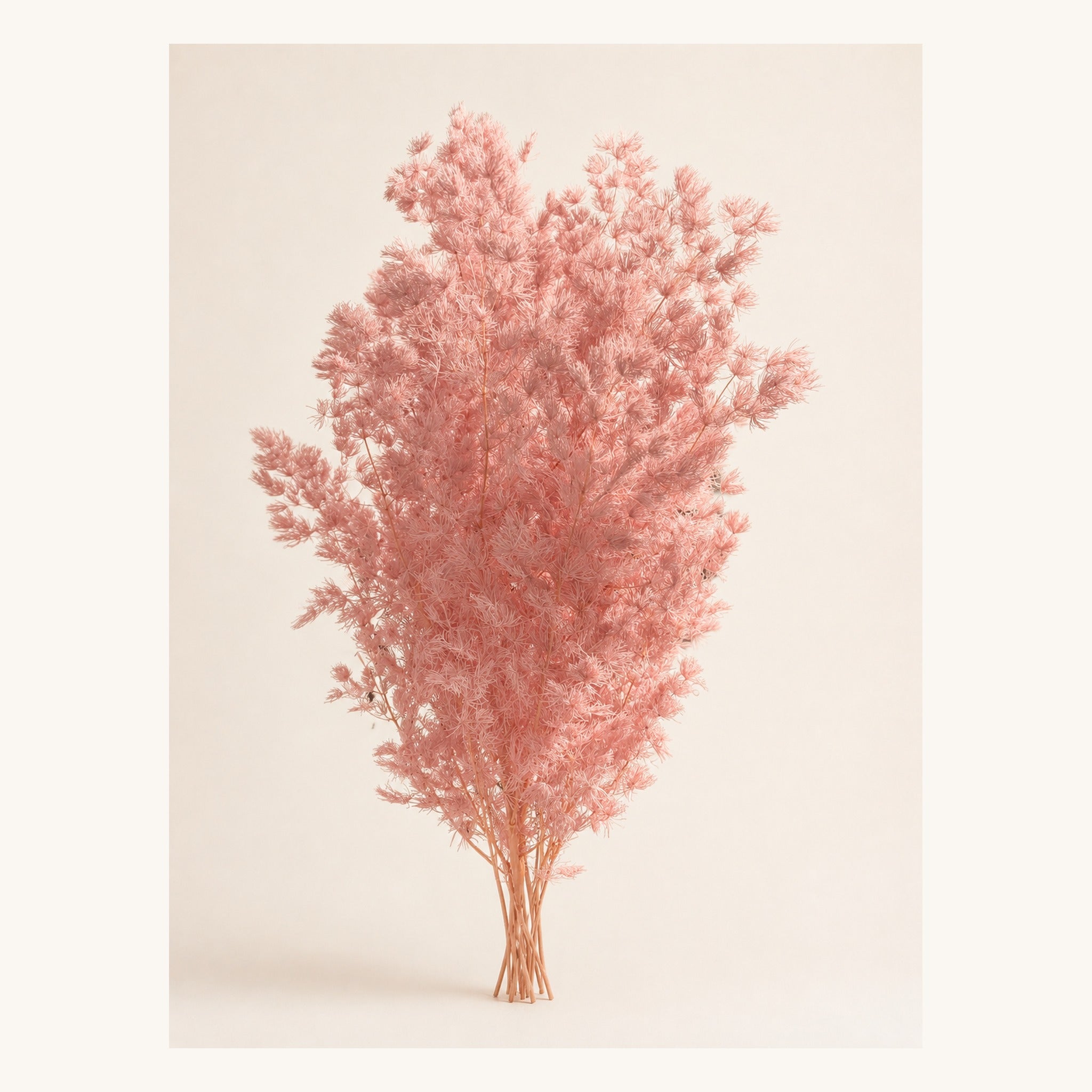 Blush pink preserved Ming fern, 100 g