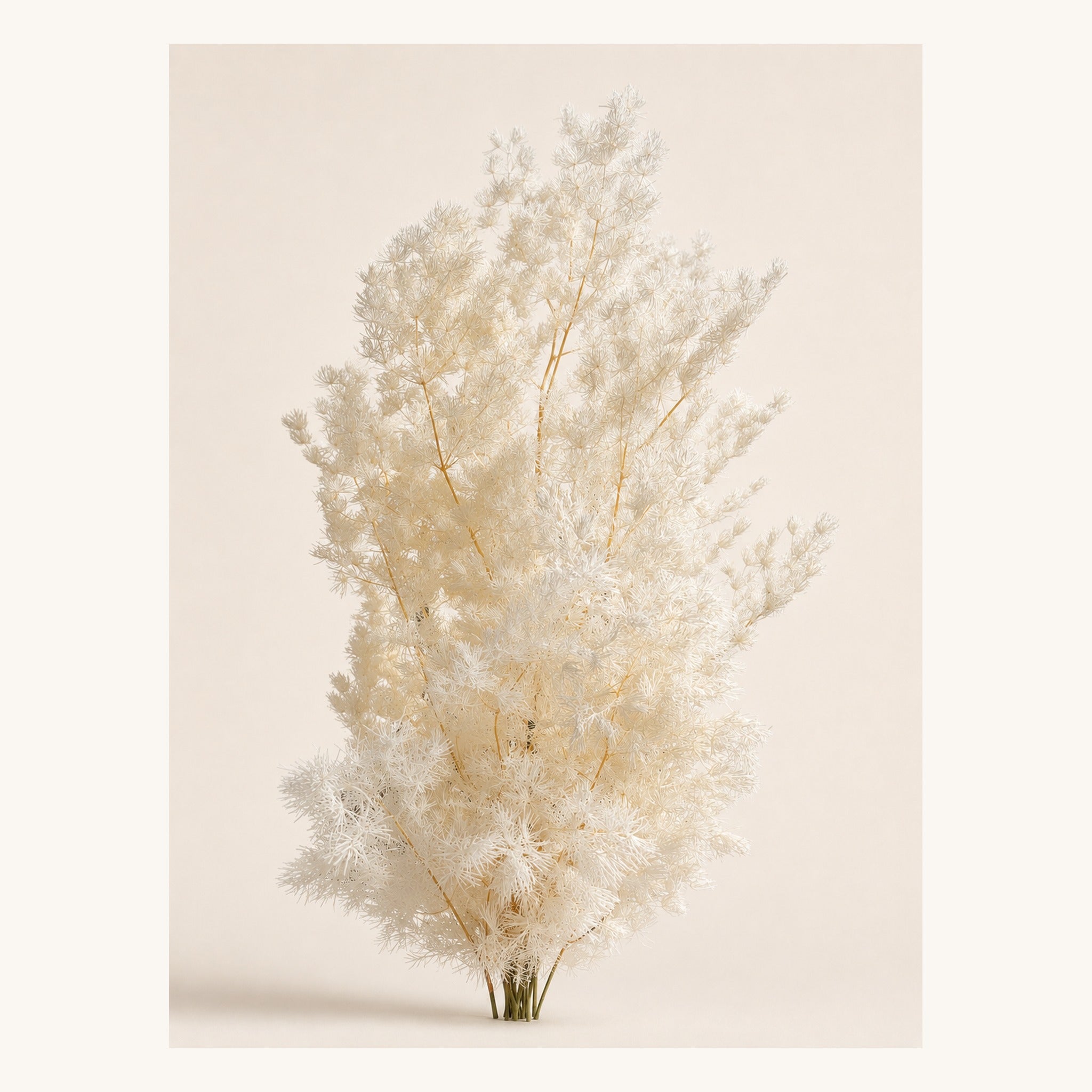 Ivory preserved Ming fern, 100 g