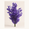 Purple preserved Ming fern, 100 g