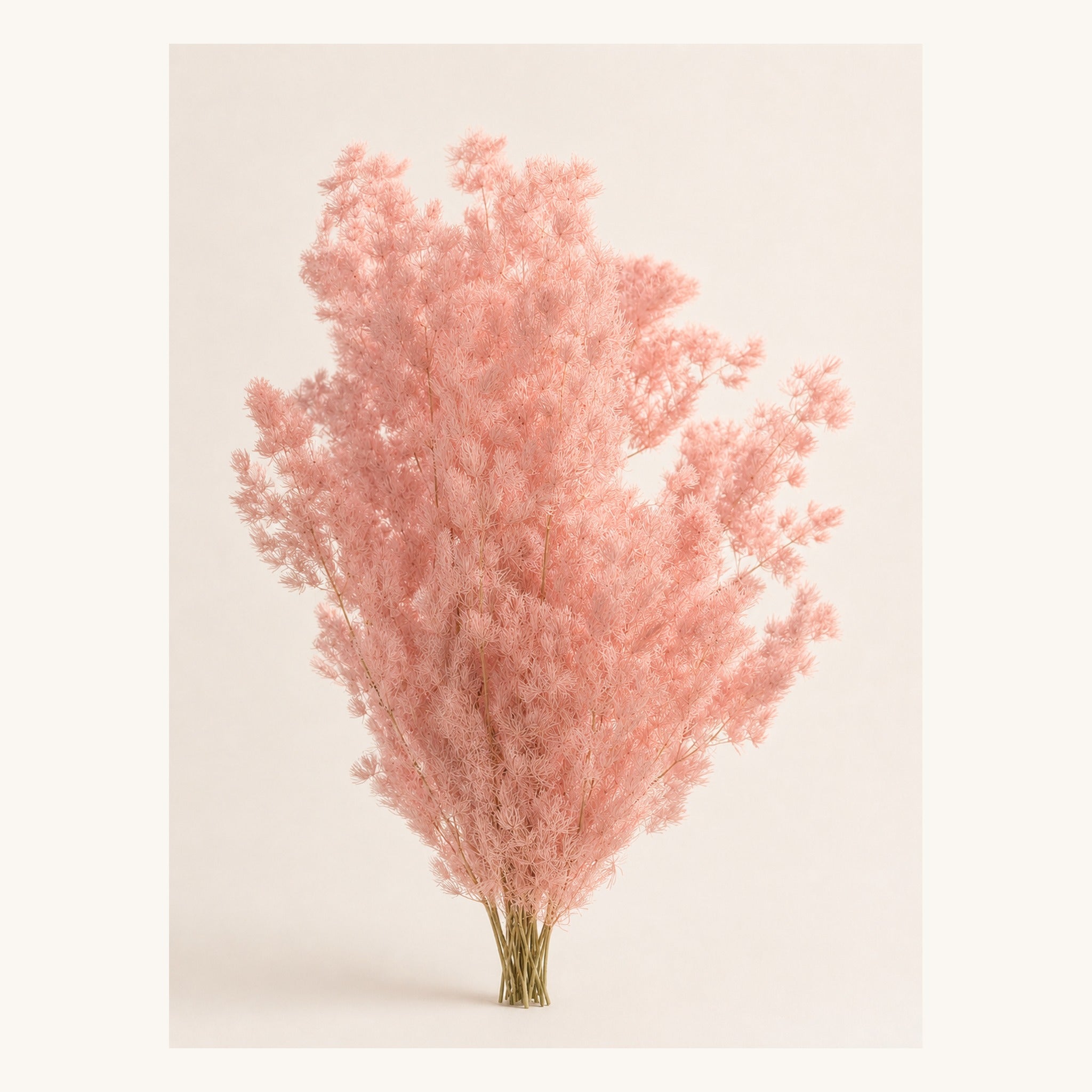 Soft pink preserved Ming fern, 100 g