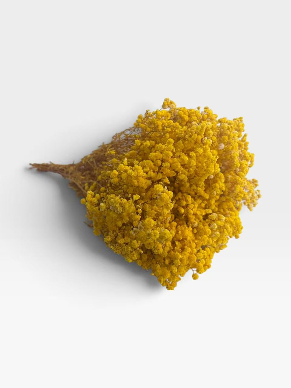 Yellow preserved baby's breath, approximately 200 g