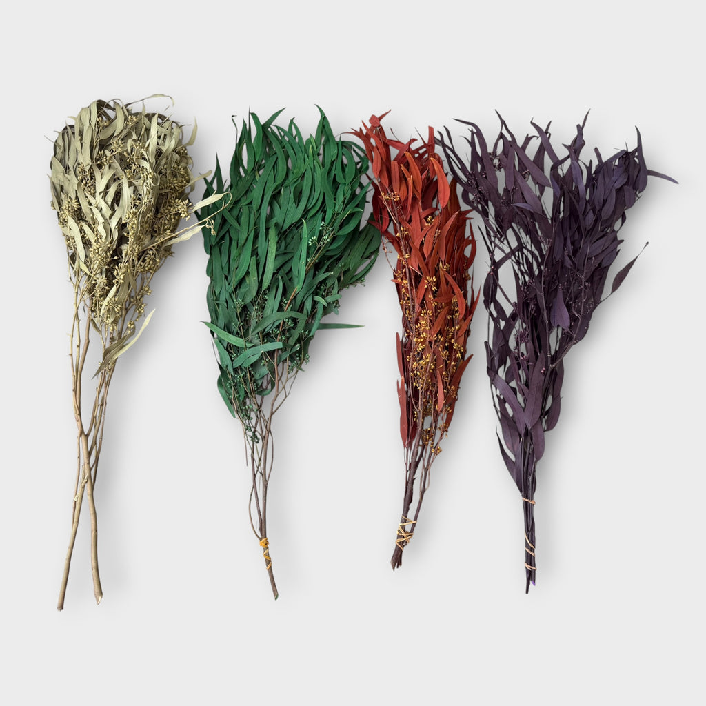 Preserved Eucalyptus Nicoly assorted colors