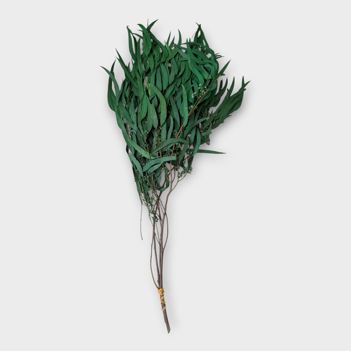 Preserved Eucalyptus Nicoly - Green