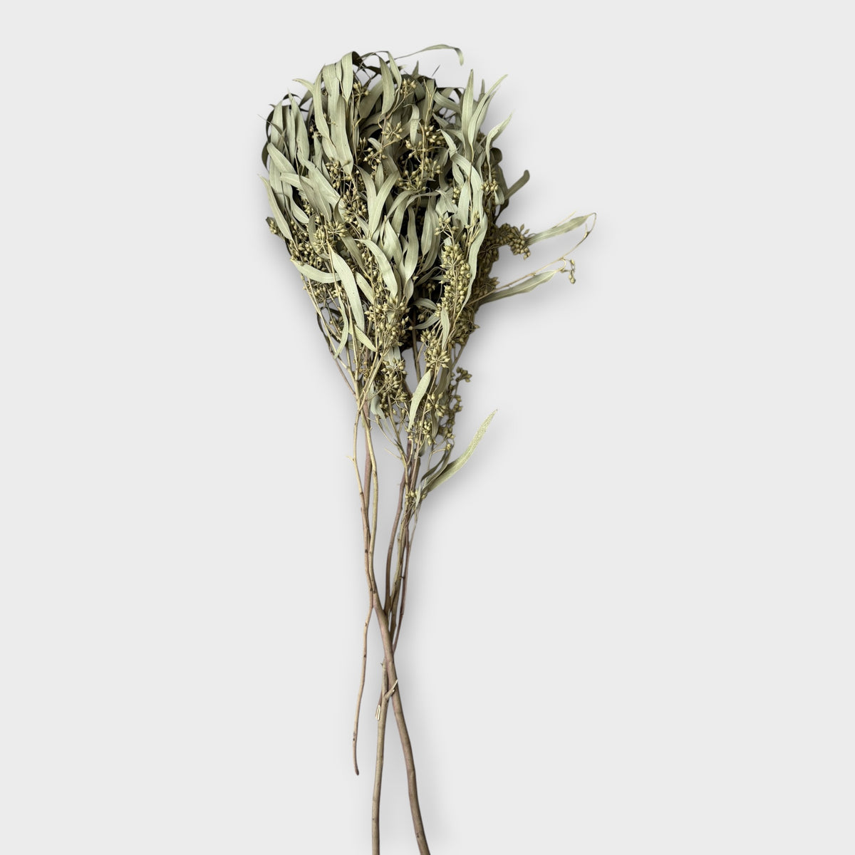 Preserved Eucalyptus Nicoly - Natural